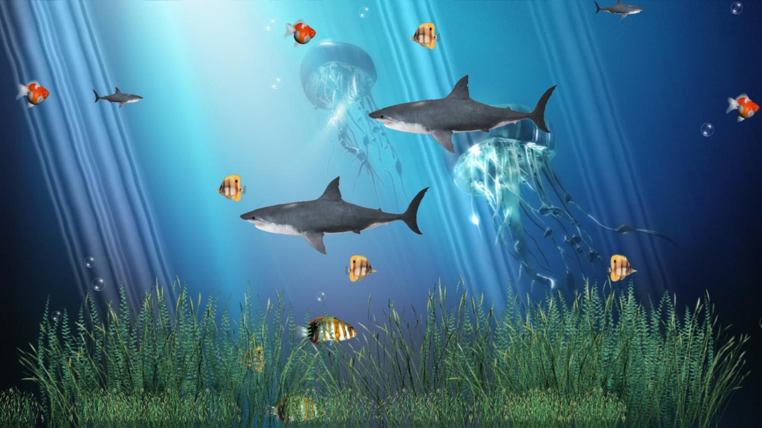 Ocean Fish Wallpapers - Top Free Ocean Fish Backgrounds - WallpaperAccess