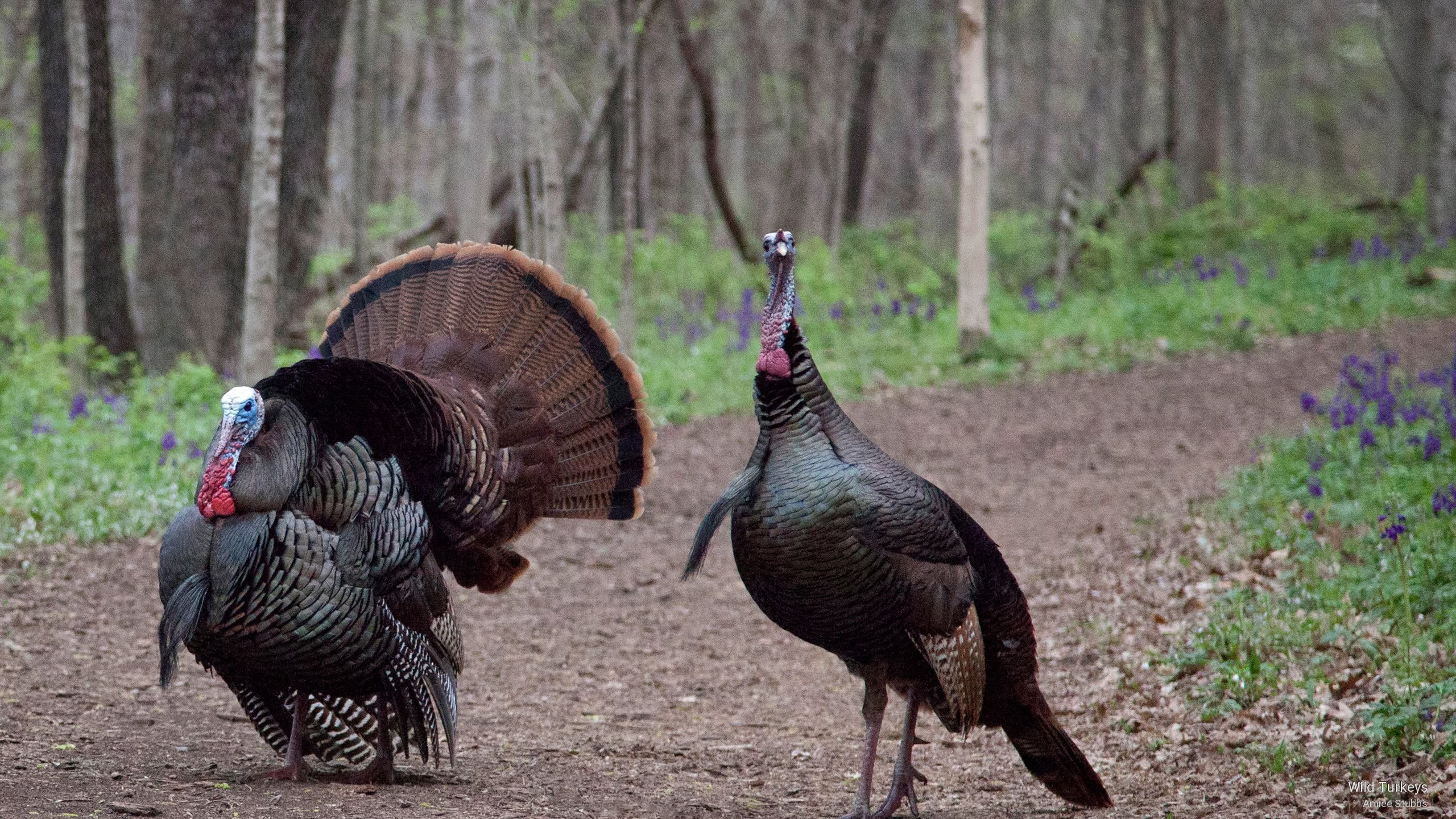Wild Turkey Wallpapers And Screensavers.