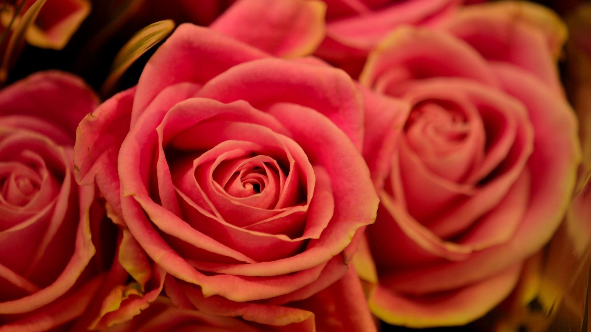 1920x1080 Dozen Tag - Pretty Dozen Pink Bouquet Roses Free Desktop Flower for HD 16:9