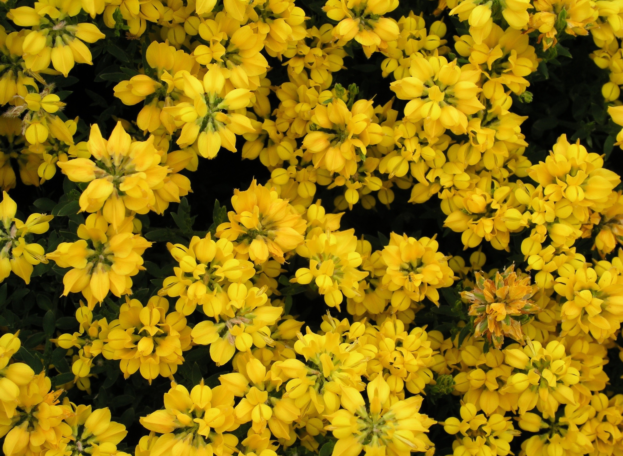2544x1864 Yellow Flowers For Desktop Background