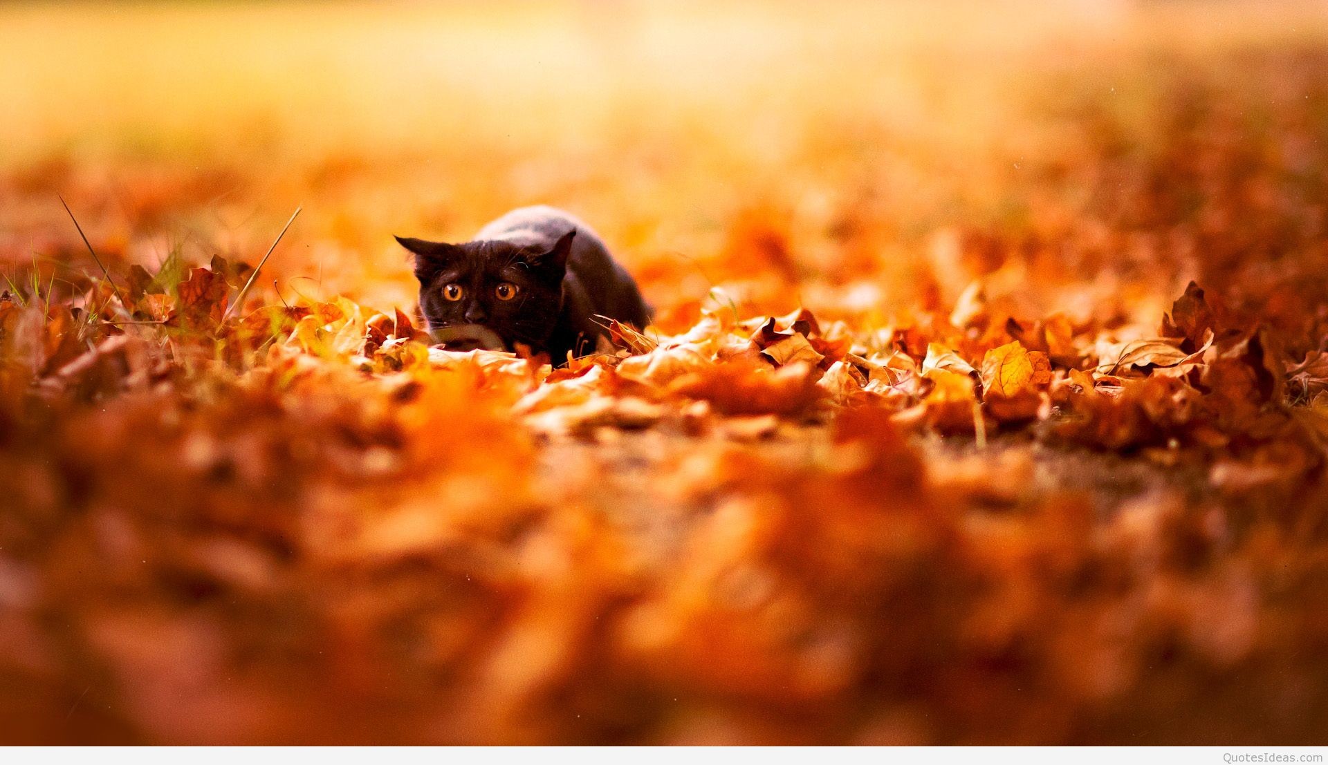 1920x1107 Keywords Cute Fall Wallpaper Backgrounds and Tags 1920Ã1107