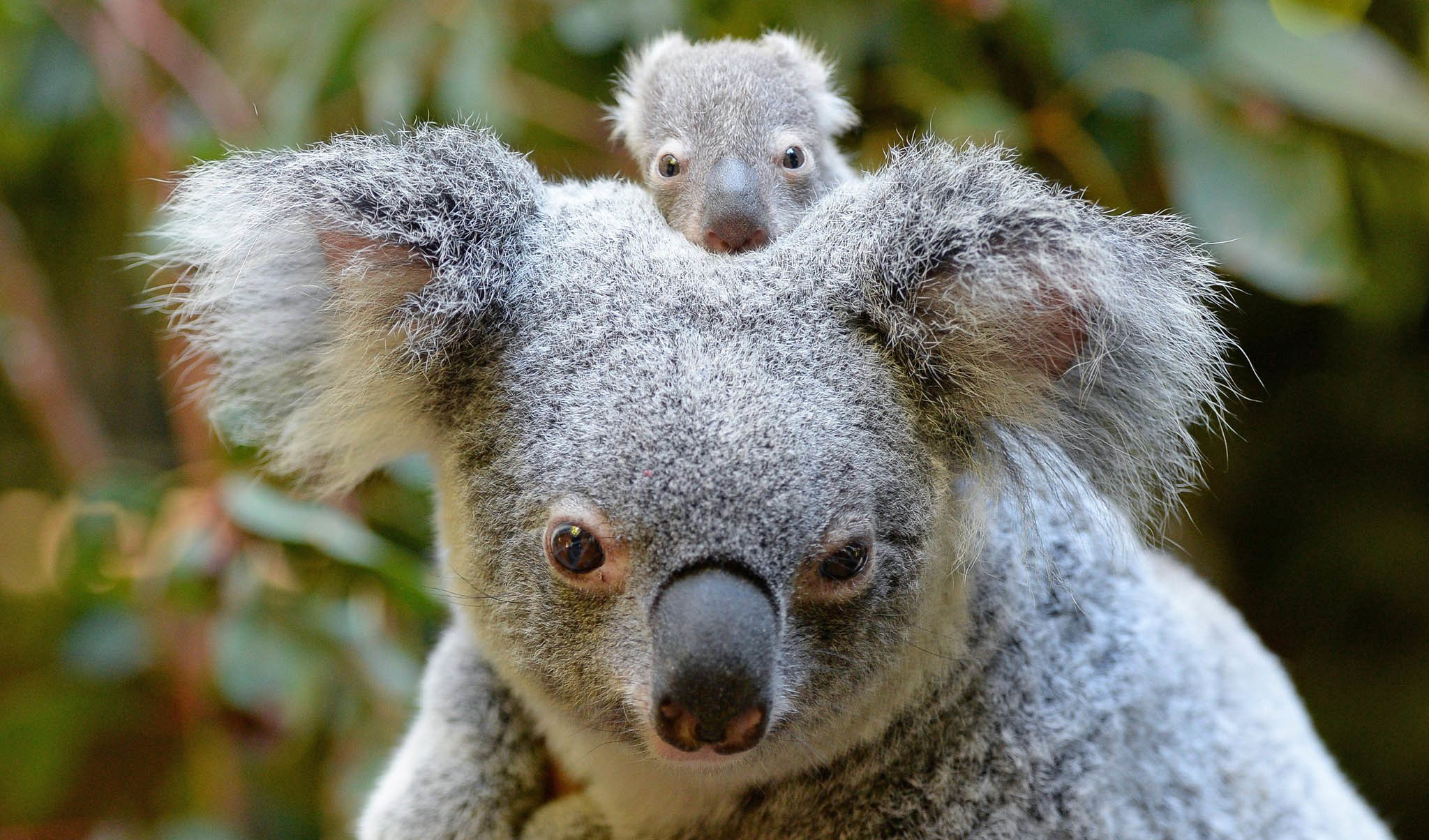 Baby Koala Wallpaper 57 Images 