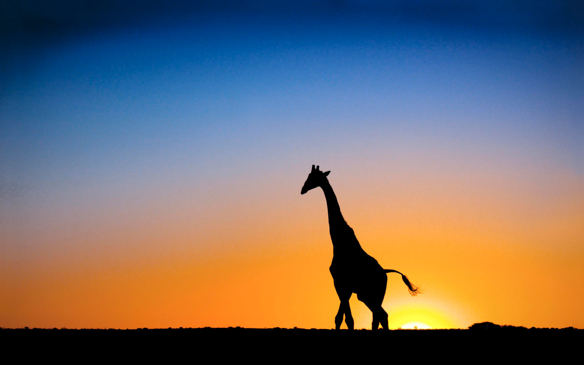 1920x1200 Sunset & Giraffe Botswana