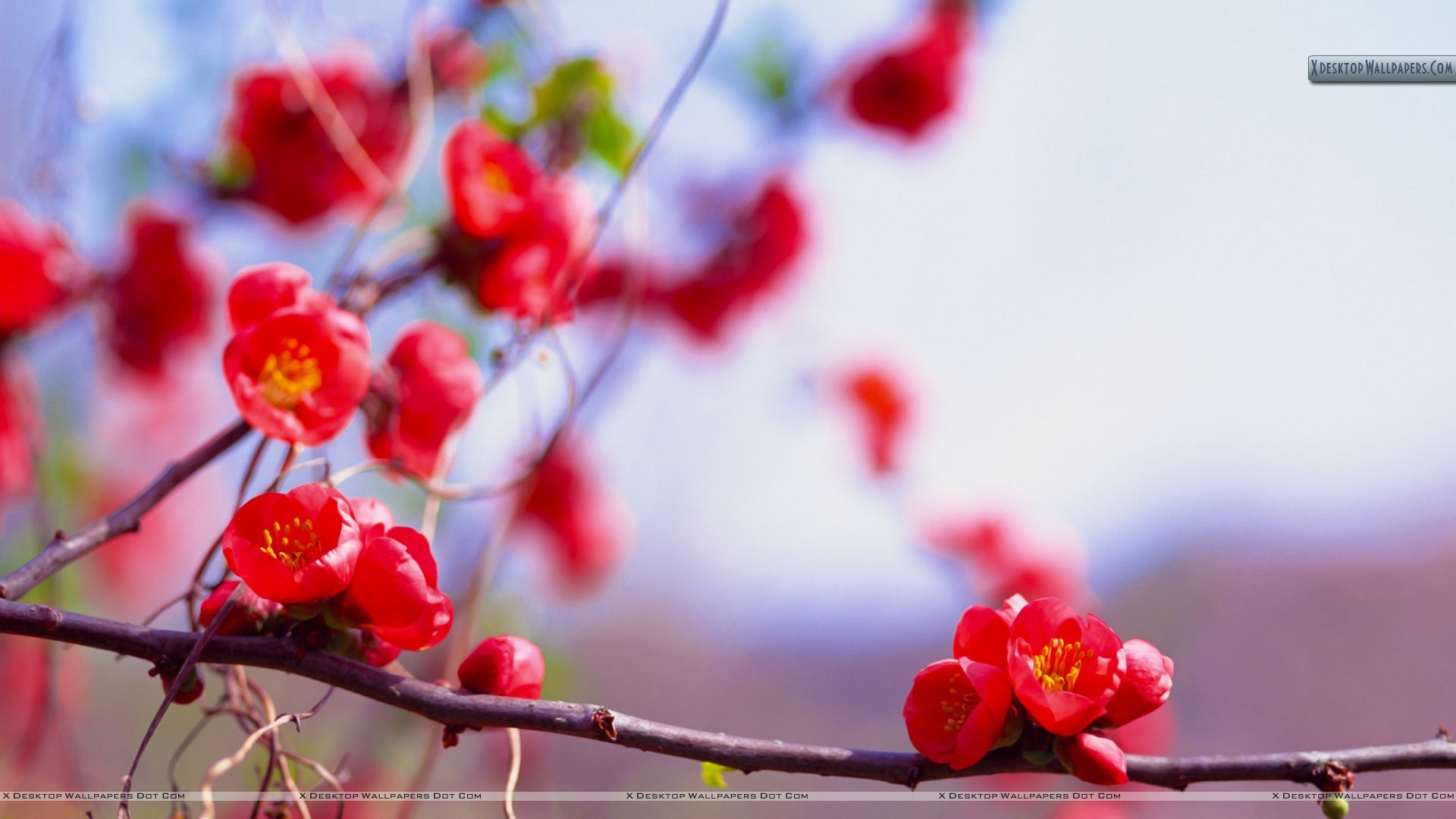 Red Flower, HD phone wallpaper | Peakpx