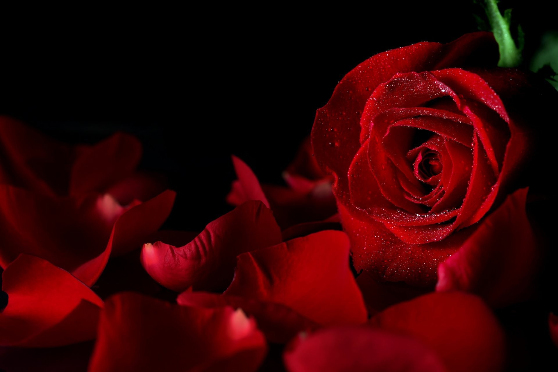 1920x1280 Black Wallpaper with Pink Roses Magnificent Red Roses On Black Background Â·â 