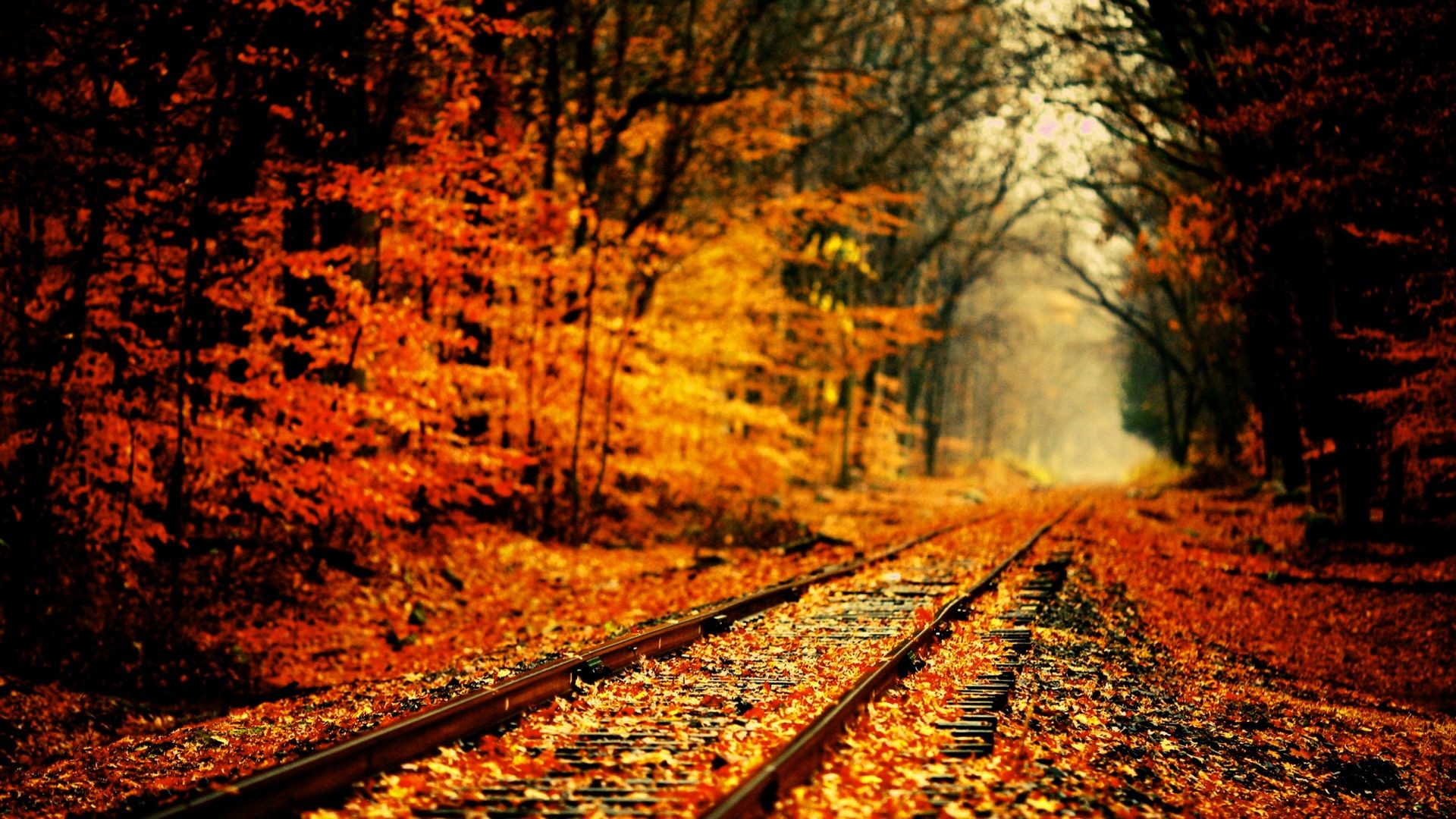 1920x1080 Railway in Autumn wallpaper - Photography wallpapers - #