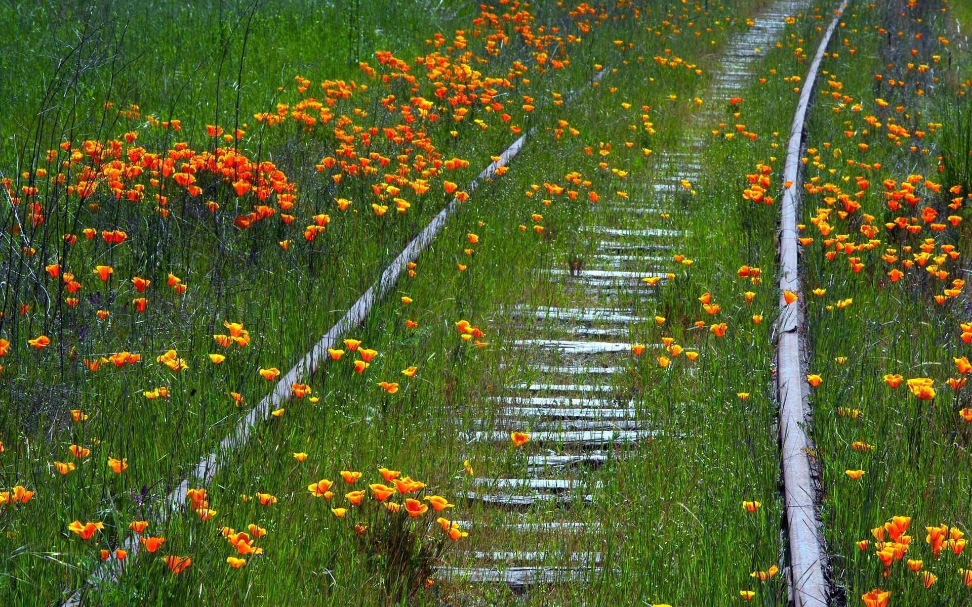 1920x1200 flower railroad summer nature