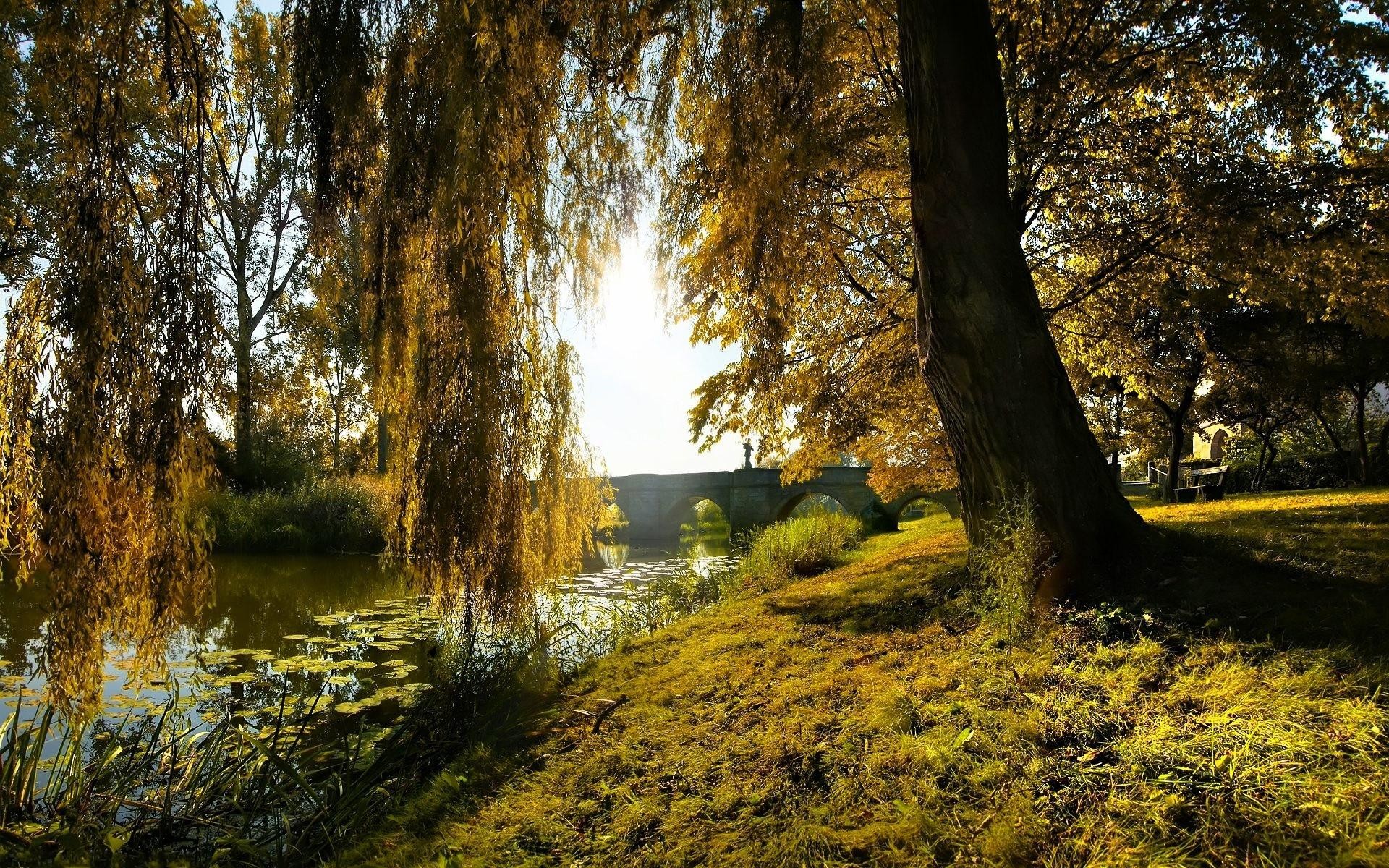 Weeping Willow Tree Wallpaper (53+ images)
