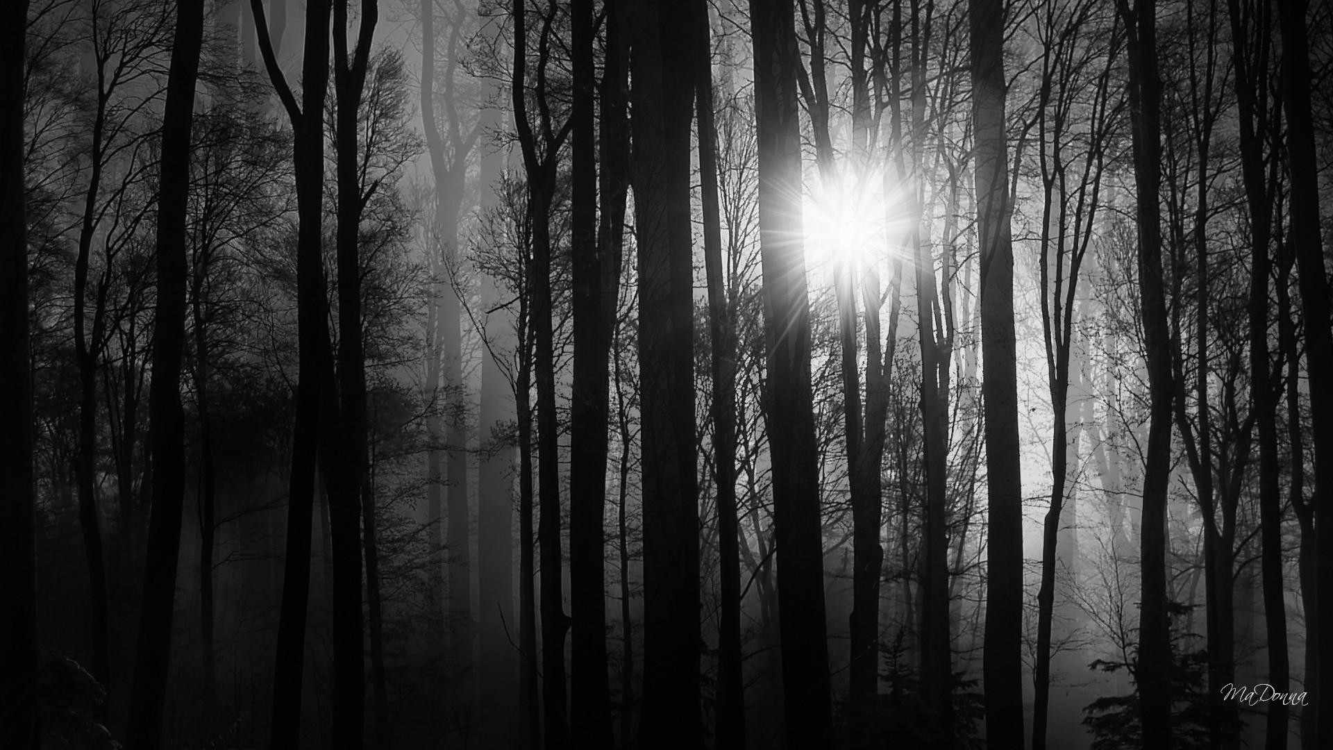 1920x1080 ... Birch Tree Wallpaper Â· Light Into The Woods >