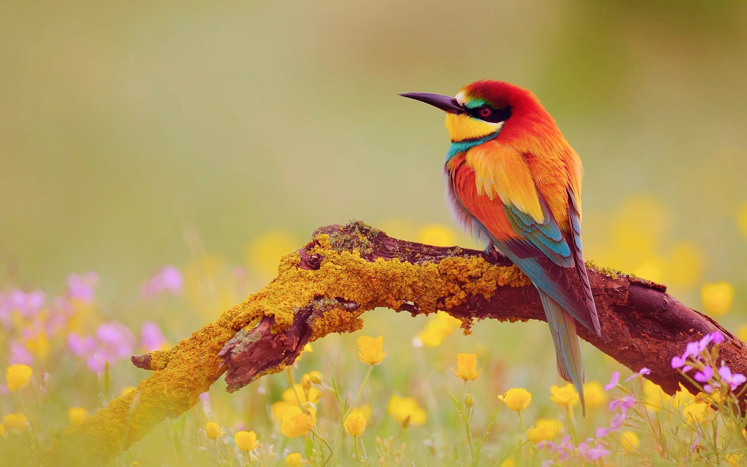 2560x1600 Beautiful Bird Desktop Background picture | BigHDWalls Birds Wallpaper HD  1080p Find best latest Birds Wallpaper HD 1080p .