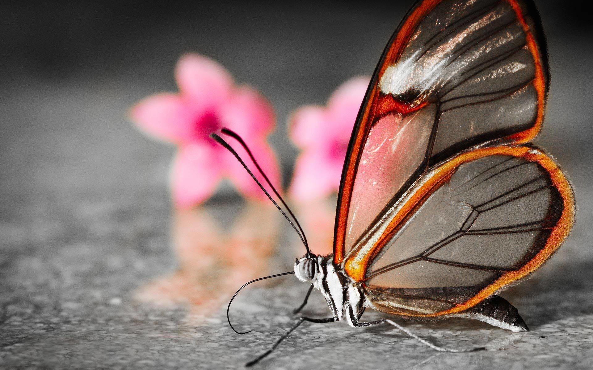 1920x1200 ... Lovely & Beautiful Birds Butterfly HD Wallpapers Photos And Images .