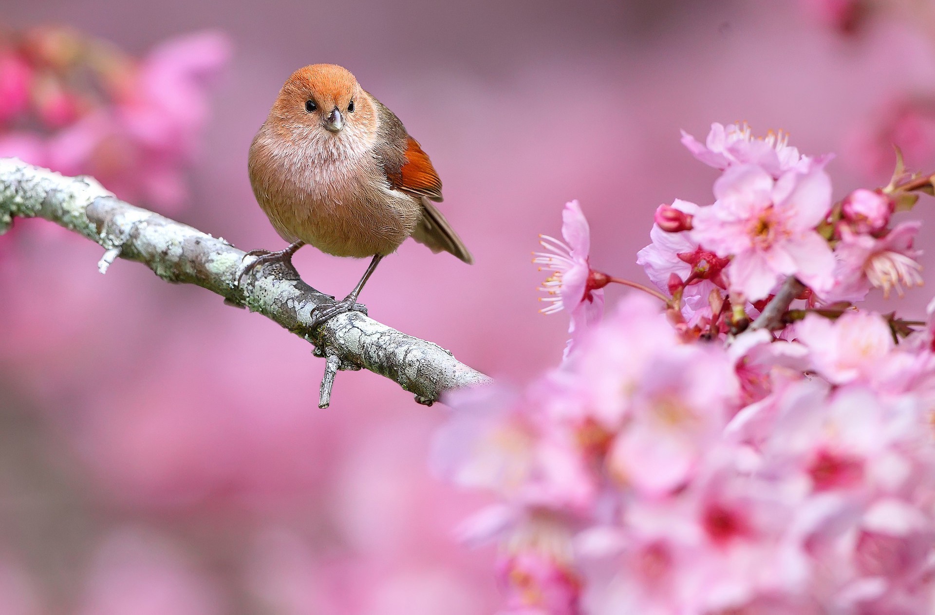 1920x1263 animals, Nature, Birds, Flowers, Depth Of Field, Pink Flowers Wallpapers HD  / Desktop and Mobile Backgrounds