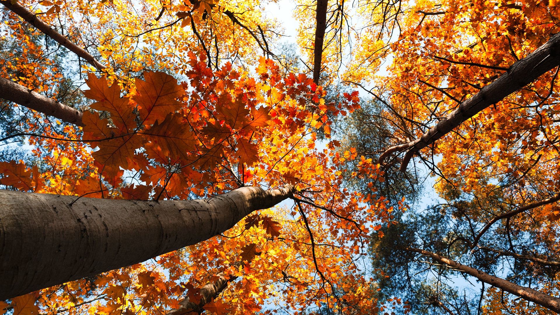 1920x1080 Looking up into a canopy of fall leaves