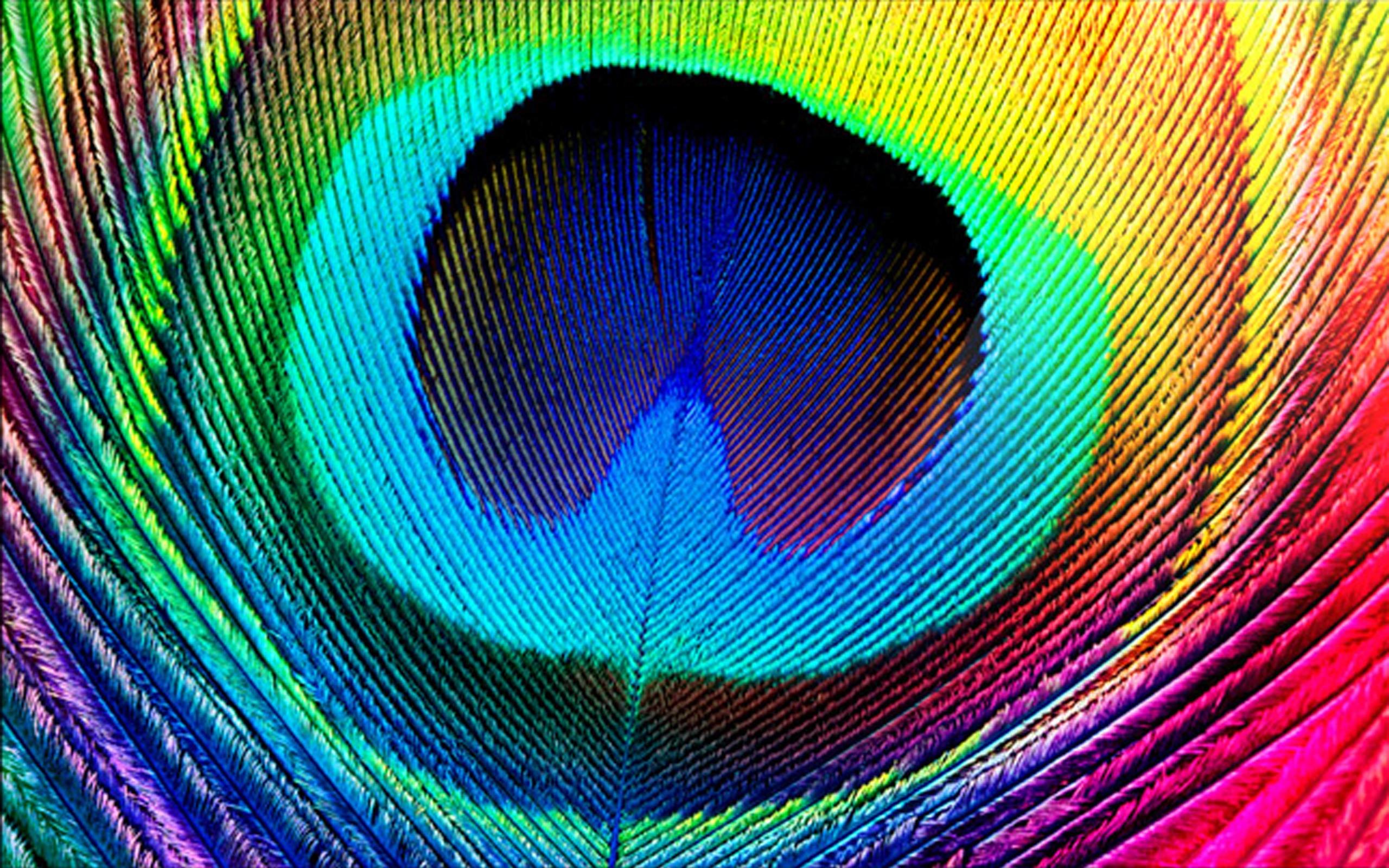 2560x1600 Closeup of a peacock feather : woahdude