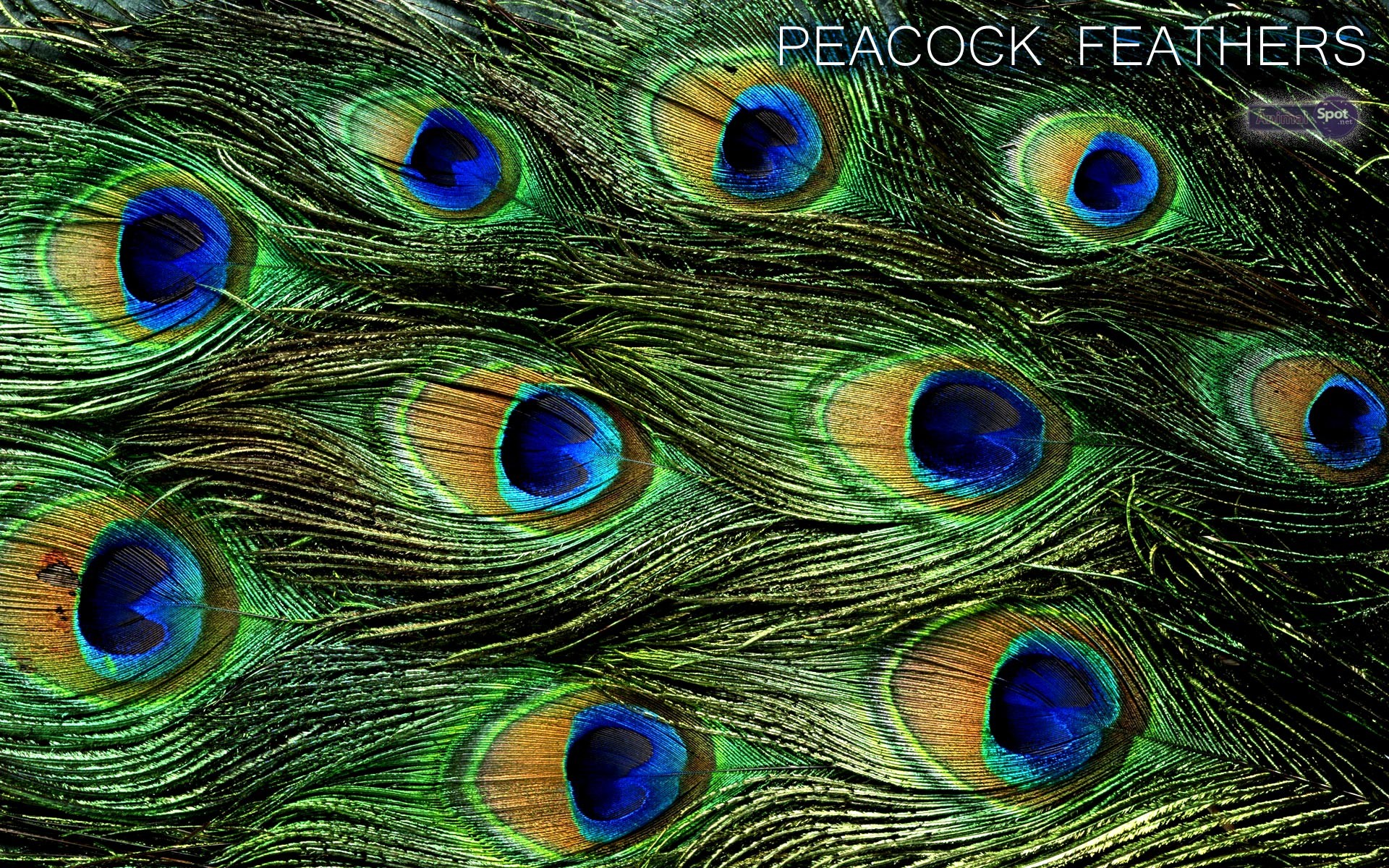 1920x1200 Best Peacock Wallpapers and Backgrounds