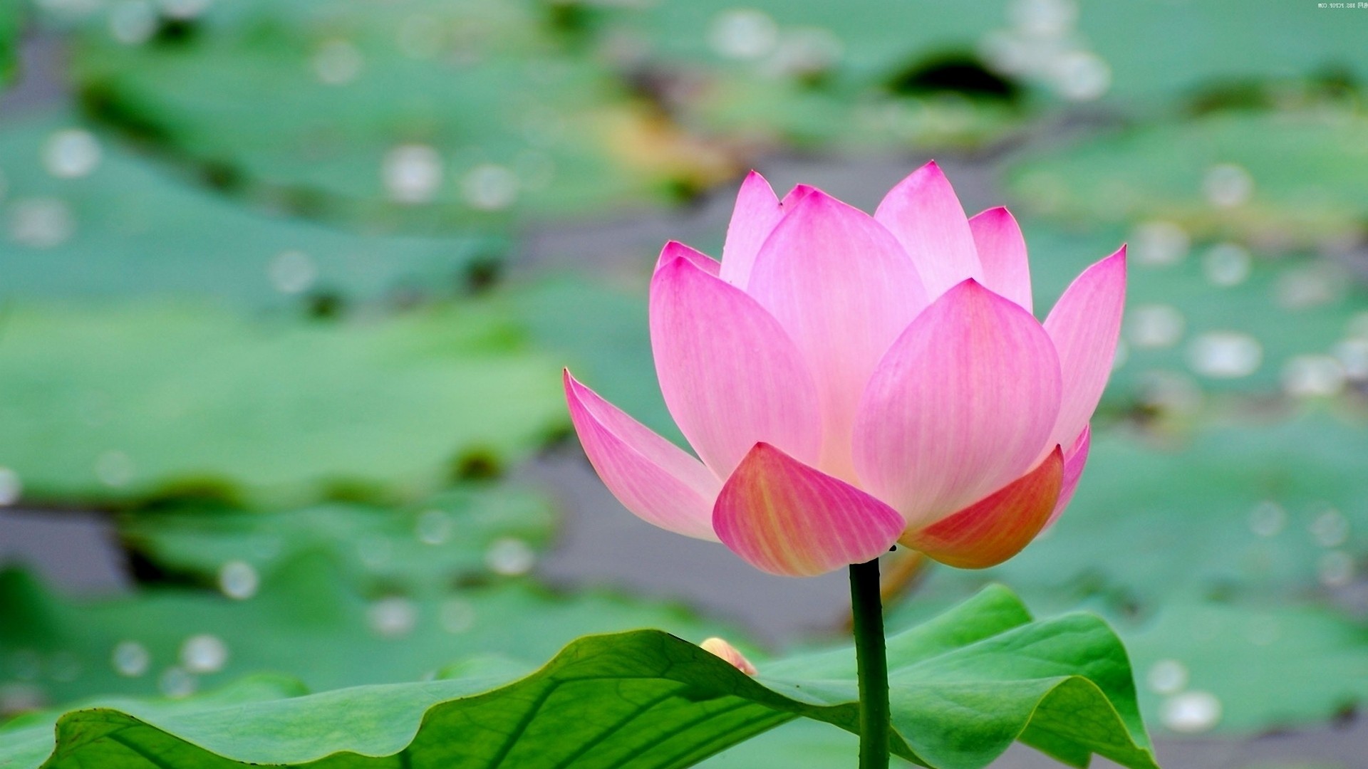 1920x1080 Preview wallpaper lotus, leaf, flower, pond, water 