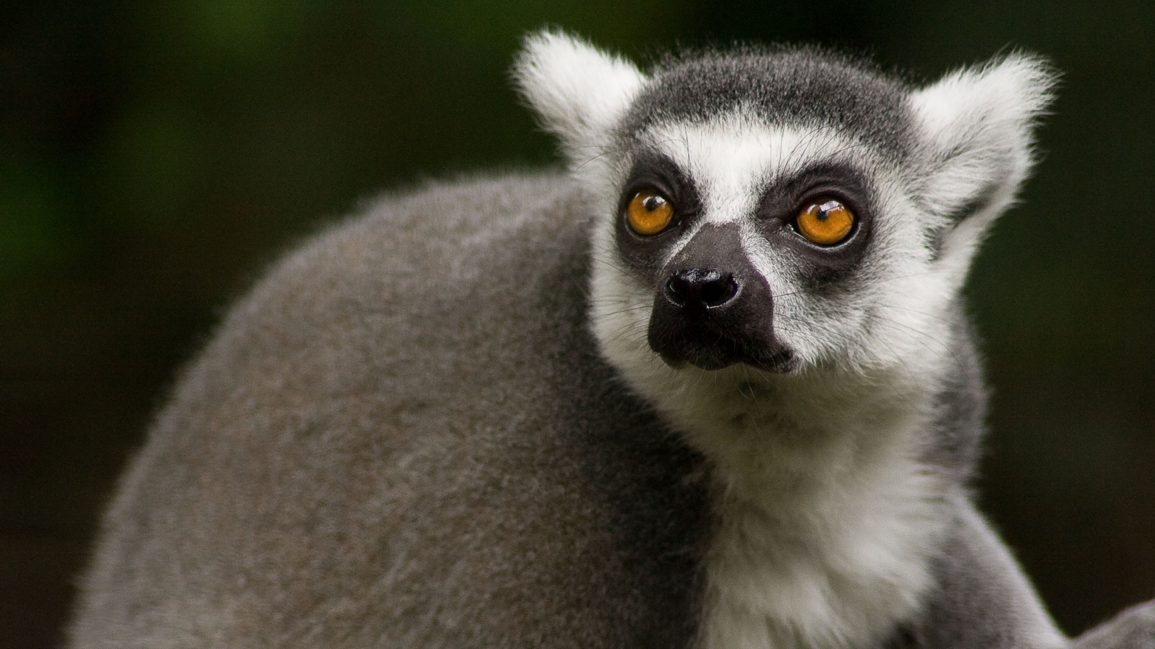 3840x2160  Wallpaper lemur, face, eyes, animal