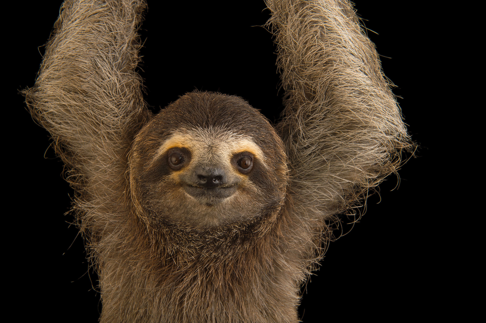 2048x1363 Nice Images Collection: Three-toed Sloth Desktop Wallpapers