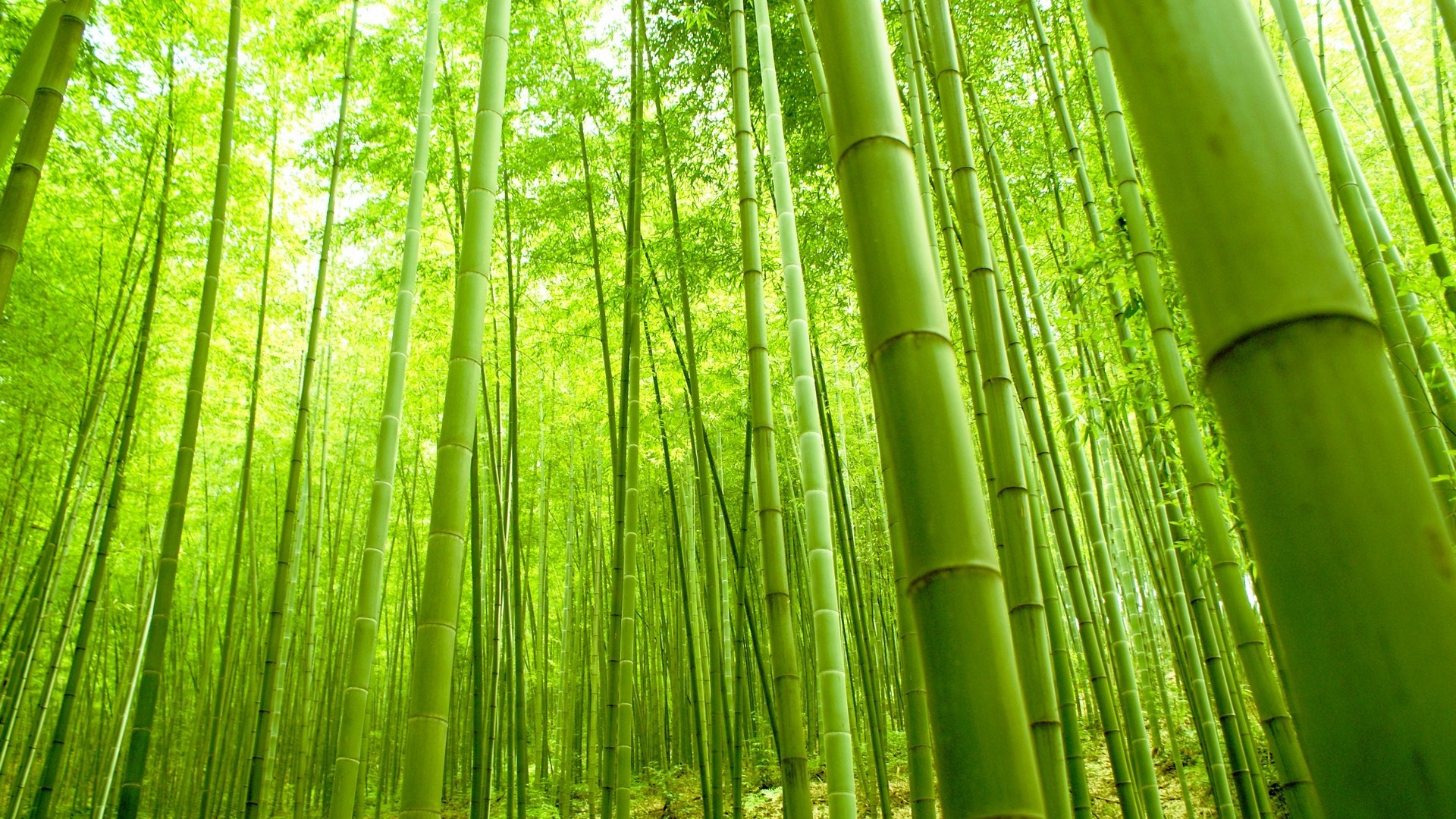 1920x1080 Bamboo Forest Hd