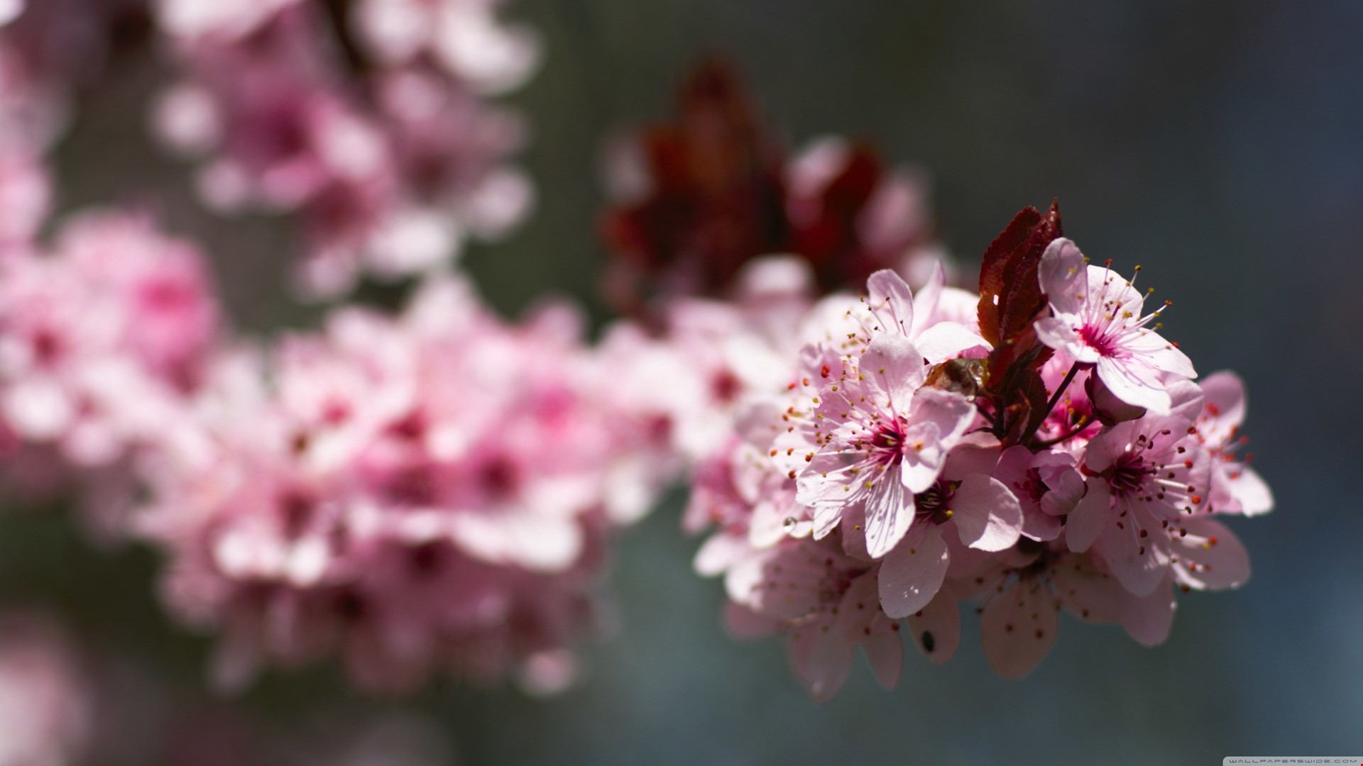 1920x1080 Download Pink Cherry Plum Blossoms Wallpapers HD