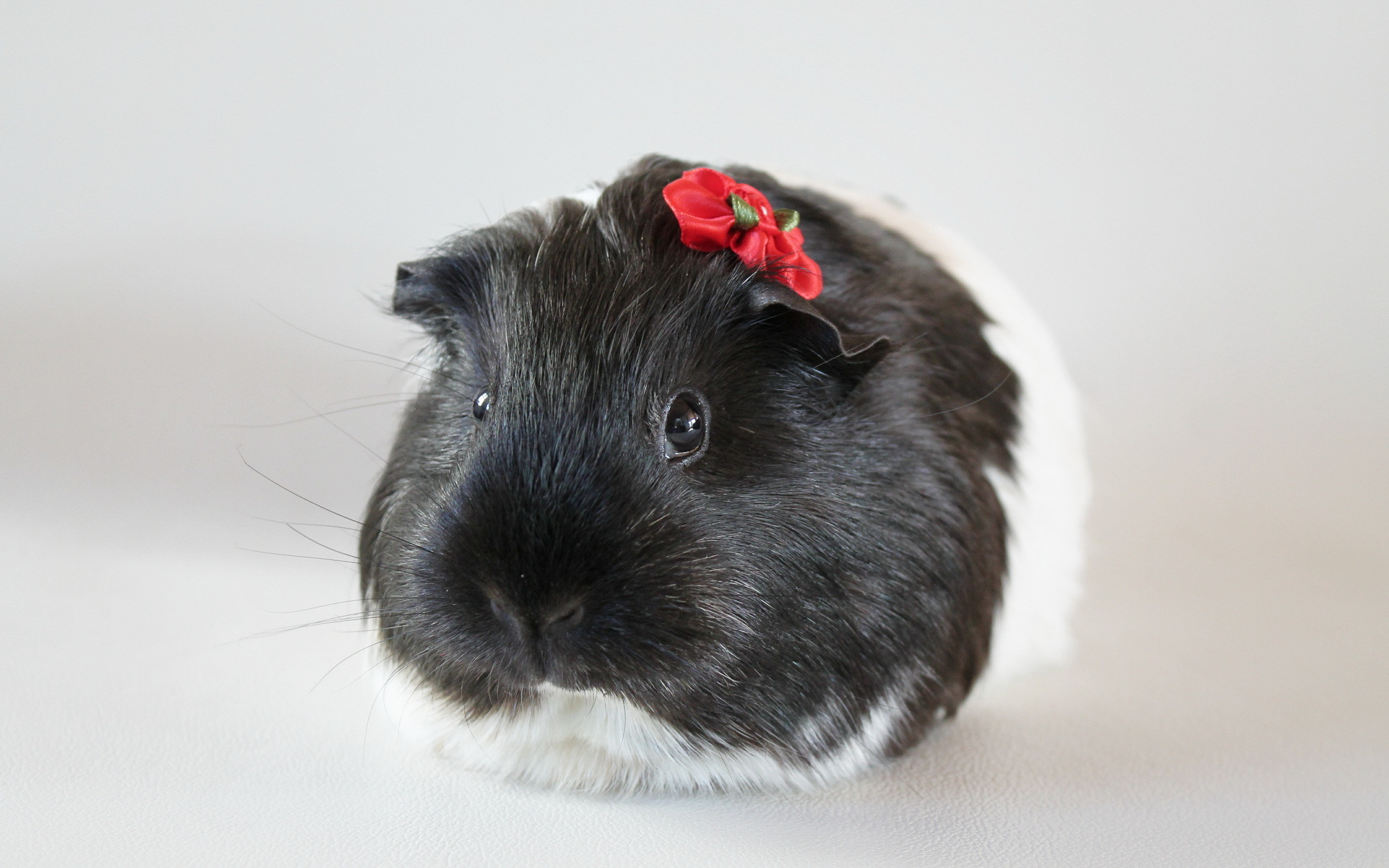 2560x1600 High definition picture of Guinea pig, desktop wallpaper of macro .