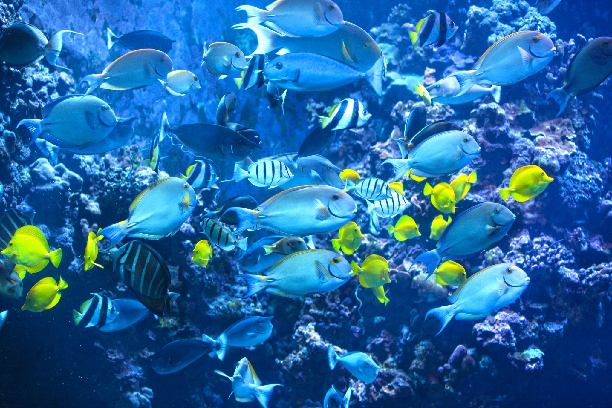 2048x1366 Beautiful marine fish while snorkel snorkelling scuba dive diving off Bora  Bora tropical island blue lagoon Tahiti Polynesia HQ Wallpaper