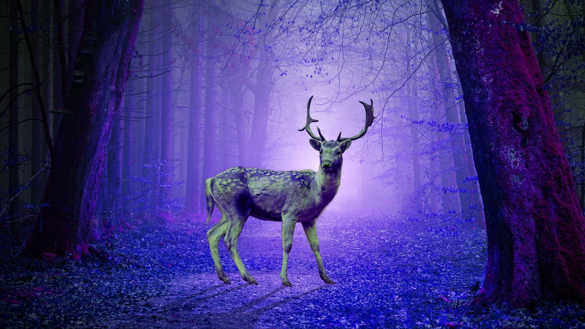 1920x1080  Wallpaper deer, forest, mystical, purple, photoshop