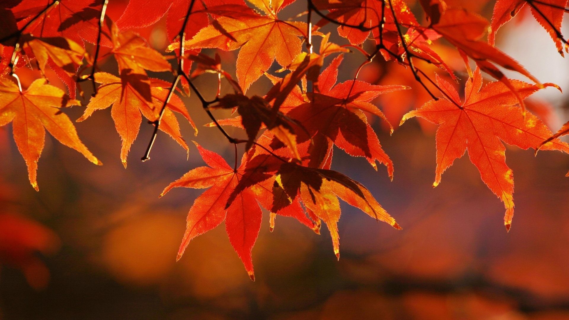 1920x1080 Leaves Tag - Fall Leaves Season Autumn Colors Tree Free Desktop Wallpaper  for HD 16: