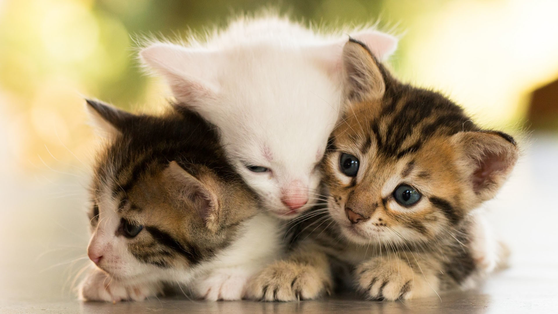 1920x1080 Download Fullsize Image Â· Cute-Baby-Cats-Wallpaper-