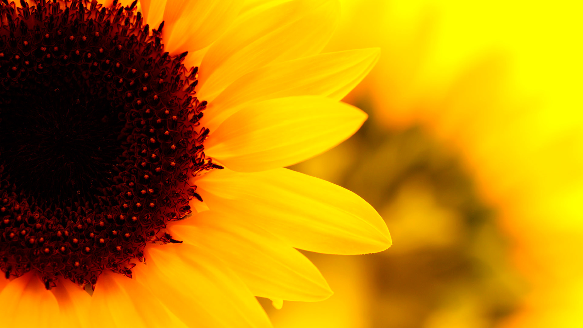 1920x1080 Sunflower Wallpapers Mobile