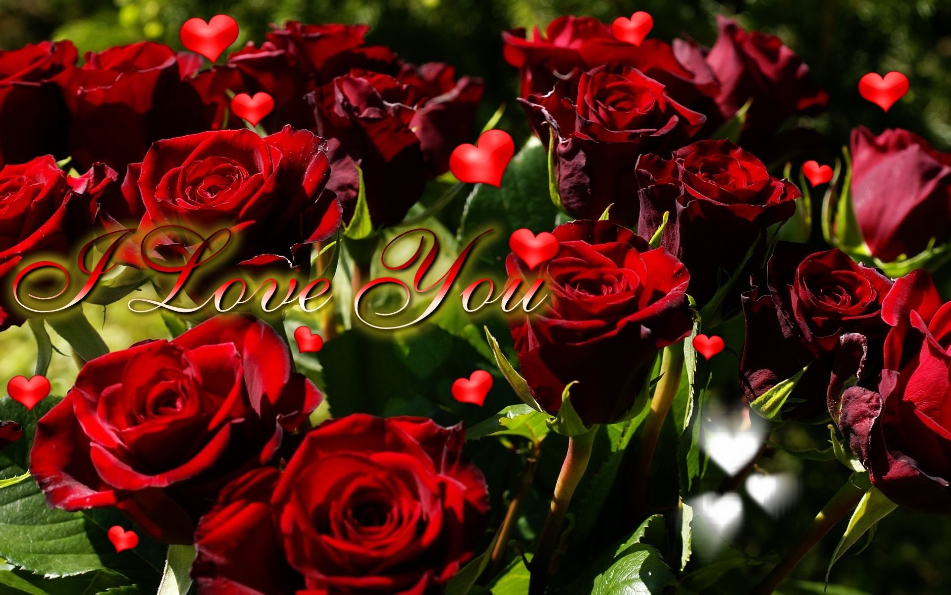 1920x1201 Red Rose Wallpaper I Love U Hd Wallpaper Hoontoidly Rose I Love You Gif  Images
