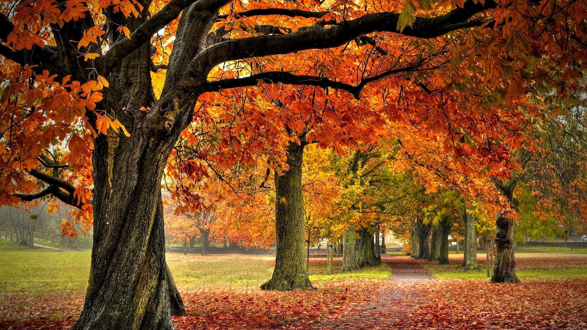 1920x1080 ...  37 Desktop Images of Autumn Forest Autumn Forest Wallpapers