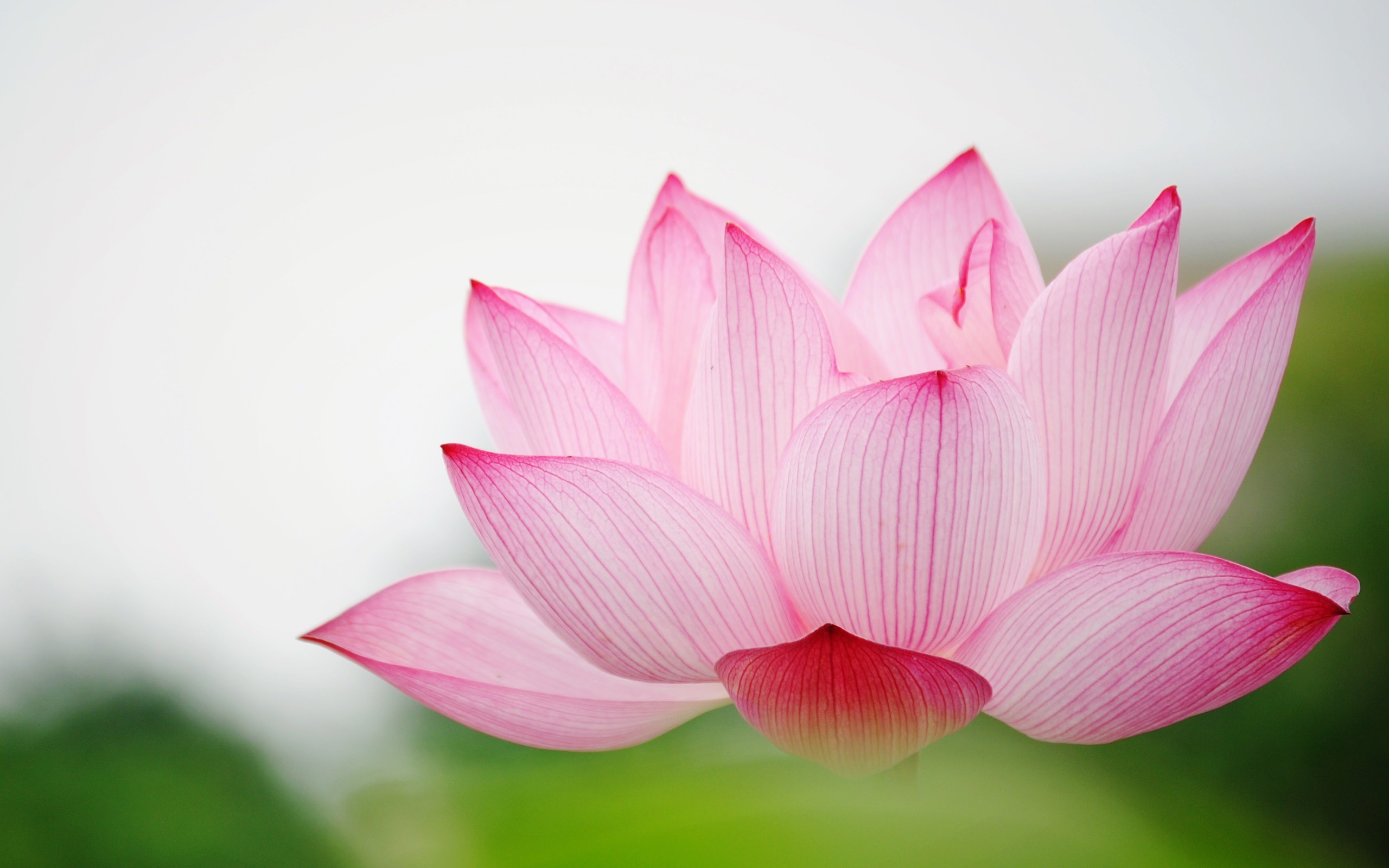 2560x1600 nature flower garden love pink lily lotus hd wallpaper wallpaper .