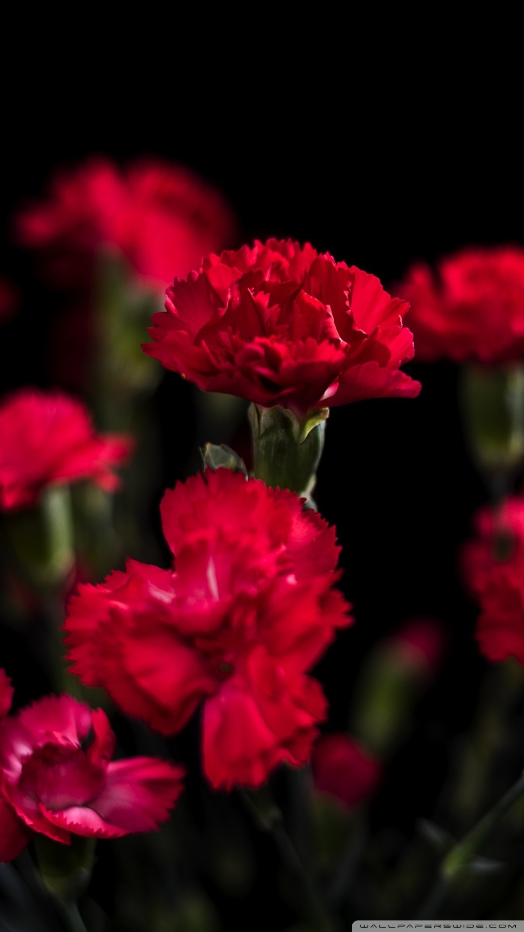 1080x1920 Free Red Carnations Flowers phone wallpaper by jackieezz