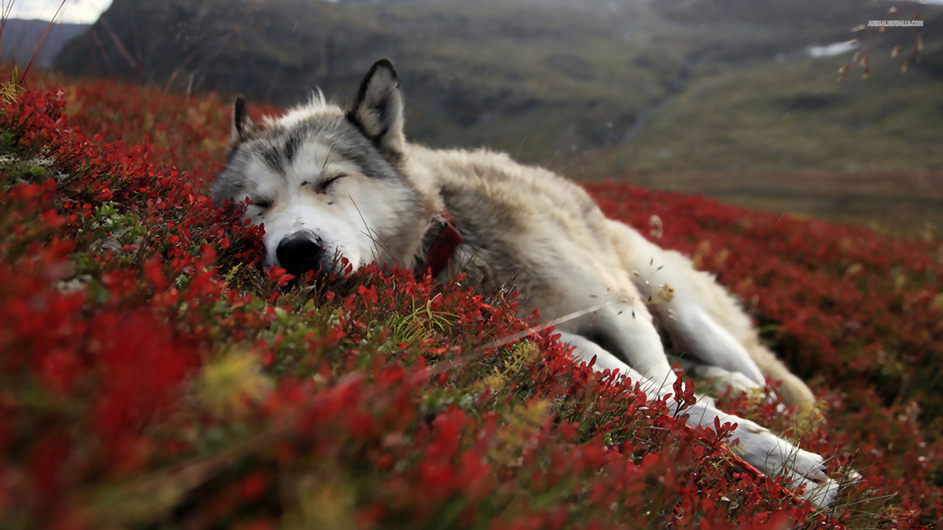 1920x1080 red-wolf-wallpaper-27-by-coolwallpaperfan123