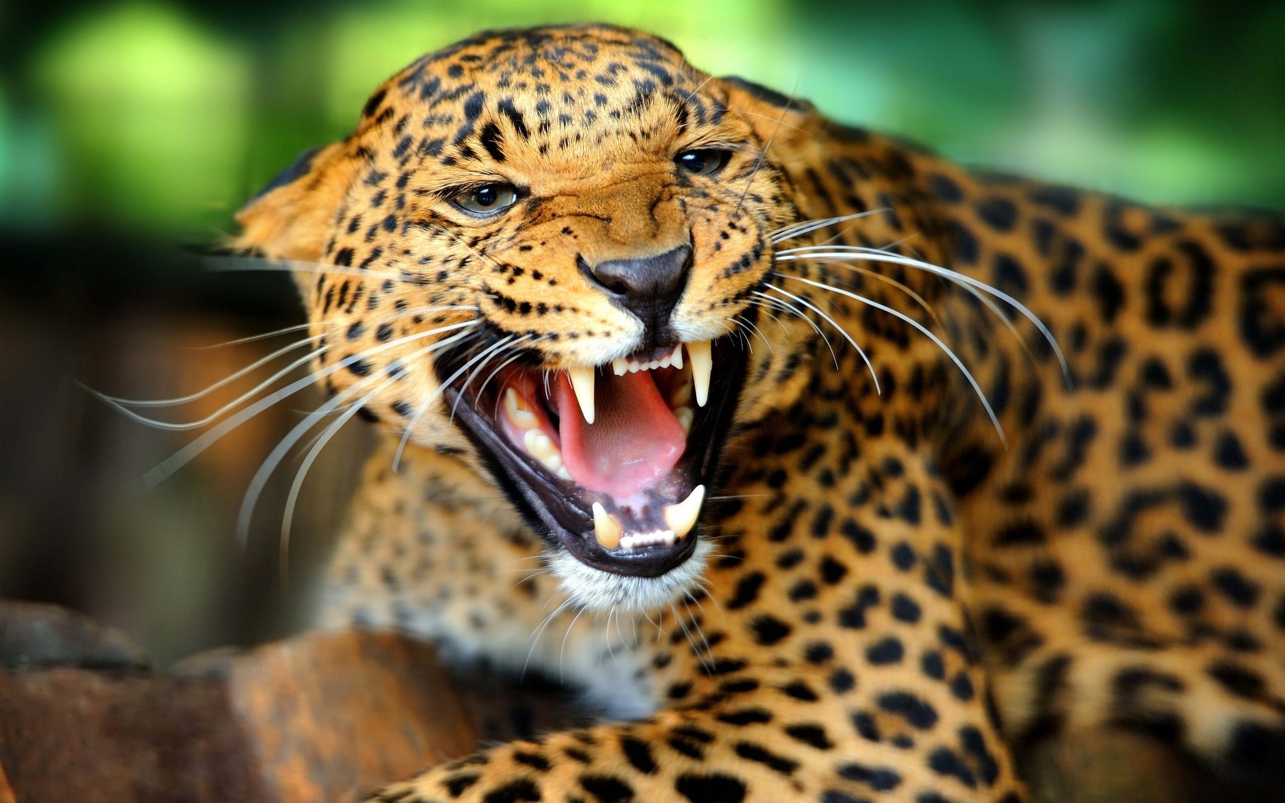 2560x1600 Cool Wild Animal Wallpapers Wide