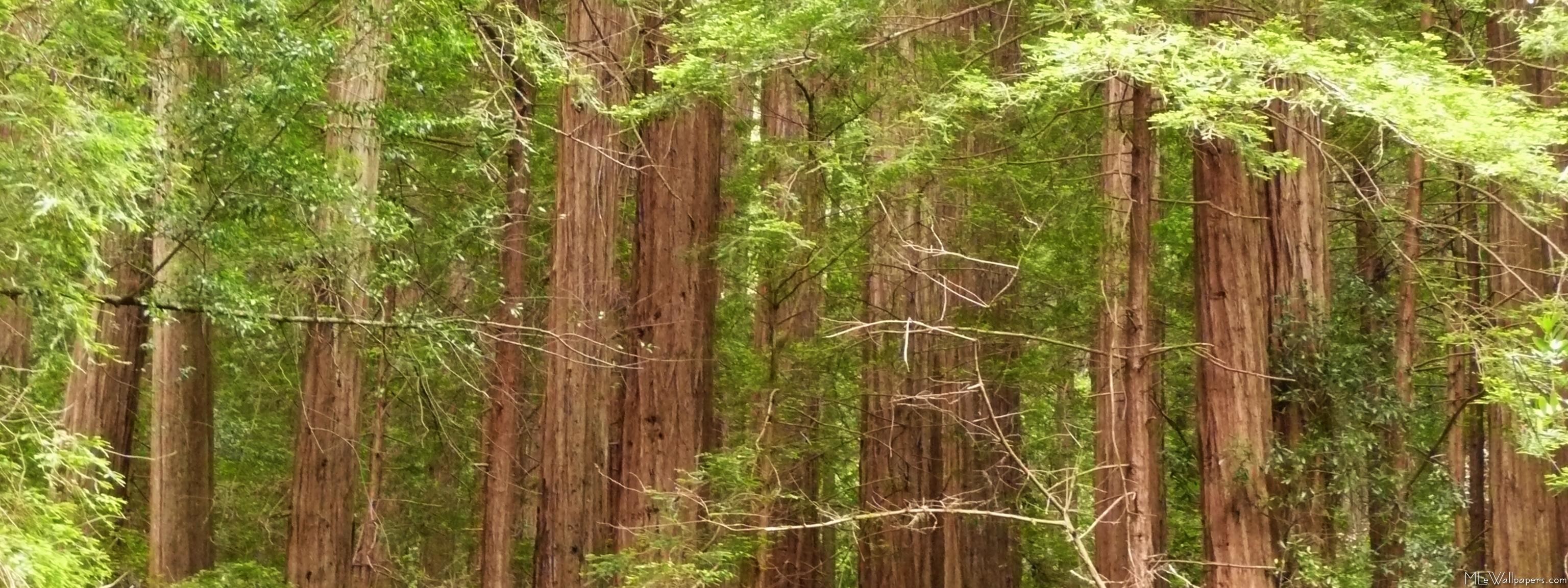 3072x1153 Redwood Trees