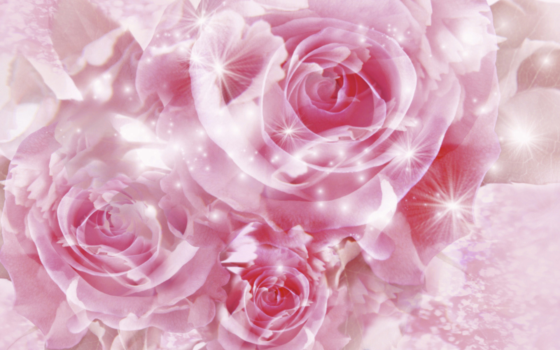 1920x1200 Roses images Pretty Pink Roses HD wallpaper and background photos
