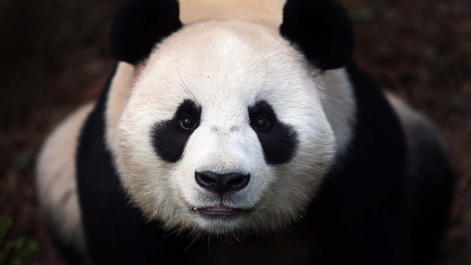 1920x1080 The 20 best images about Panda on Pinterest | How to draw, Panda drawing  and Wallpaper pictures