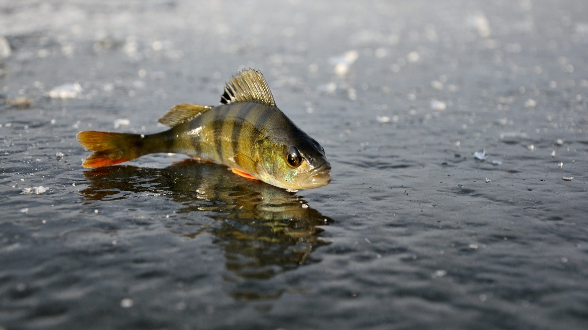 Fishing Backgrounds 61 Images 