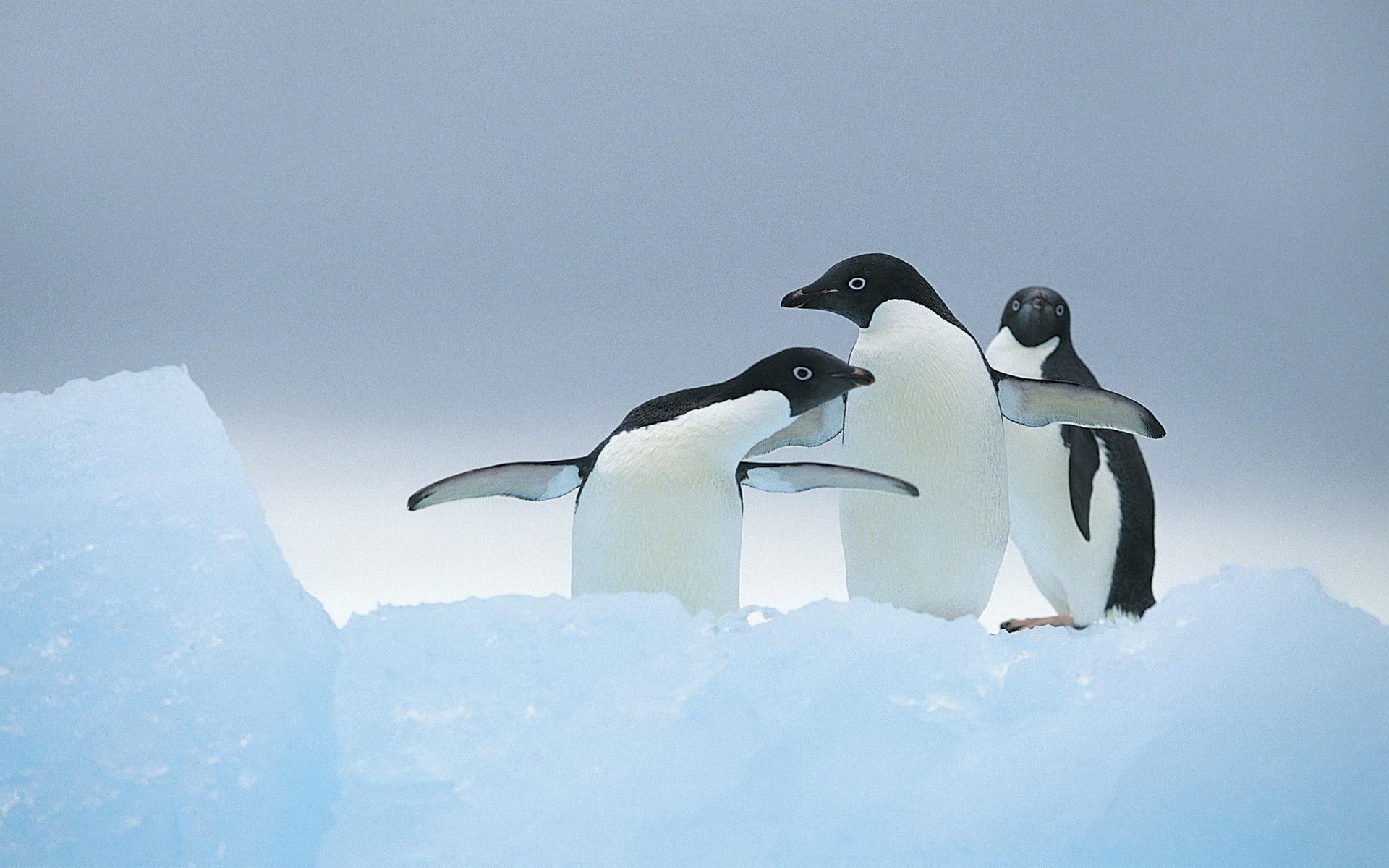 1920x1200 Free penguin image - penguin category