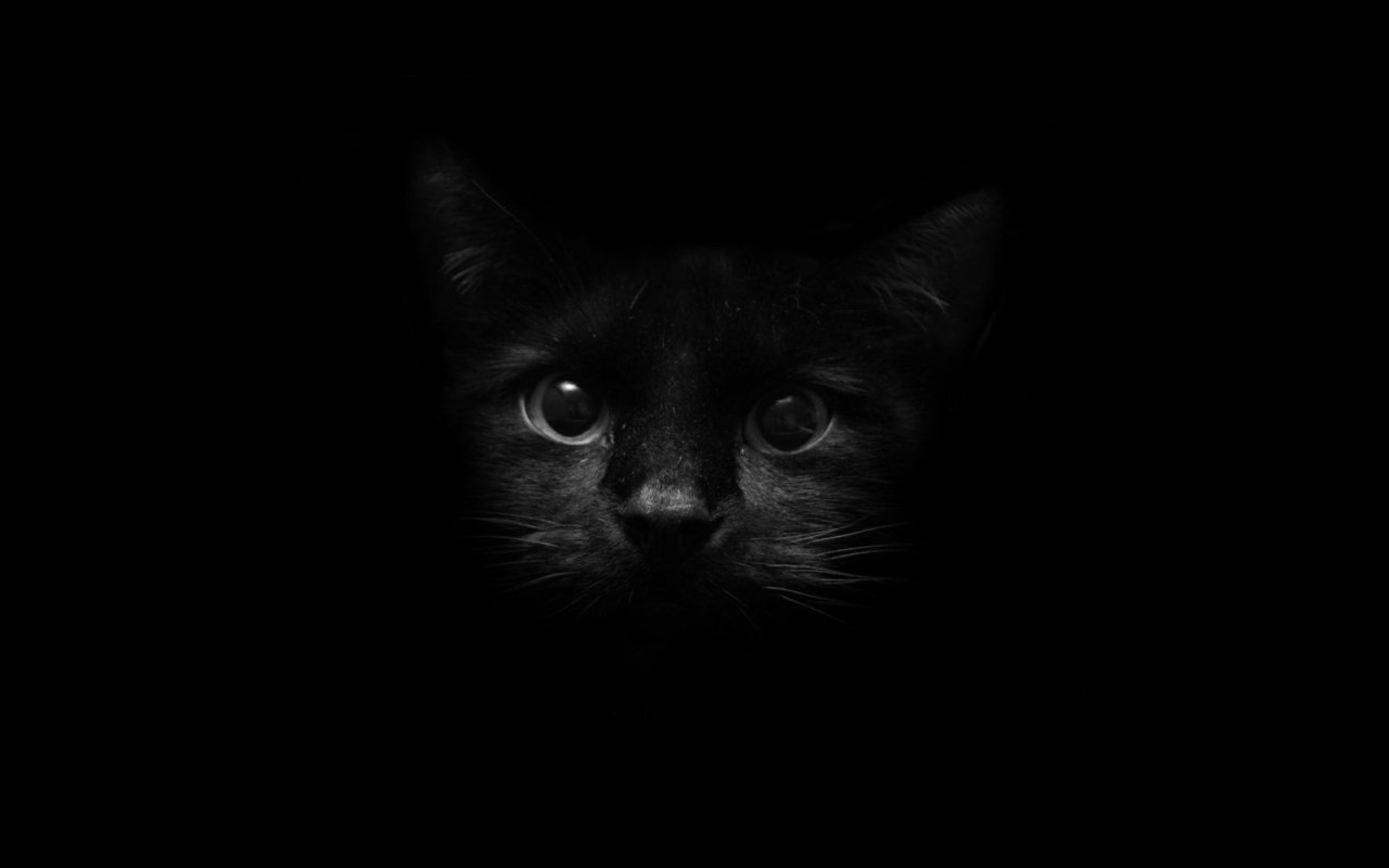 2560x1600 Beautiful Black White Cat Wallpaper