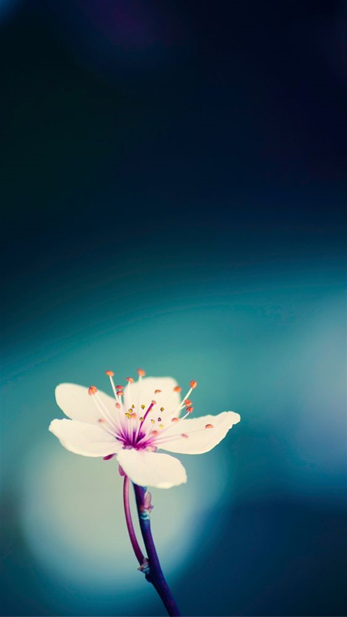 1440x2560 ... Early spring flower, Galaxy S7 wallpaper ...