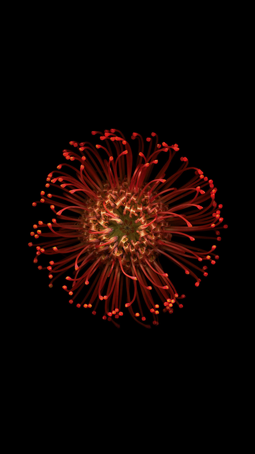1080x1920 Abstract Reality Blossom Chrysanthemum Flower #iPhone #6 #plus #wallpaper