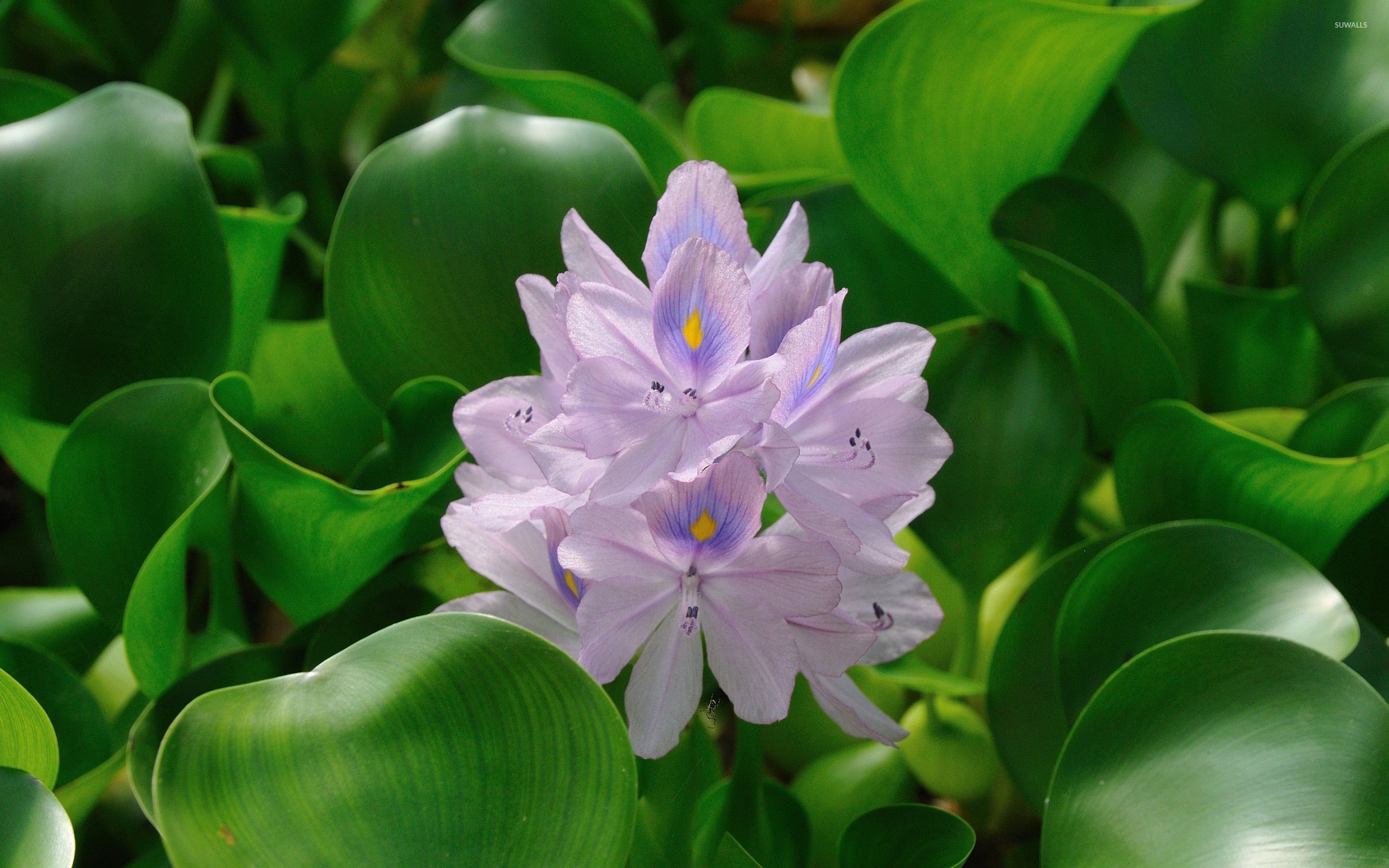 2560x1600 Water Hyacinth wallpaper