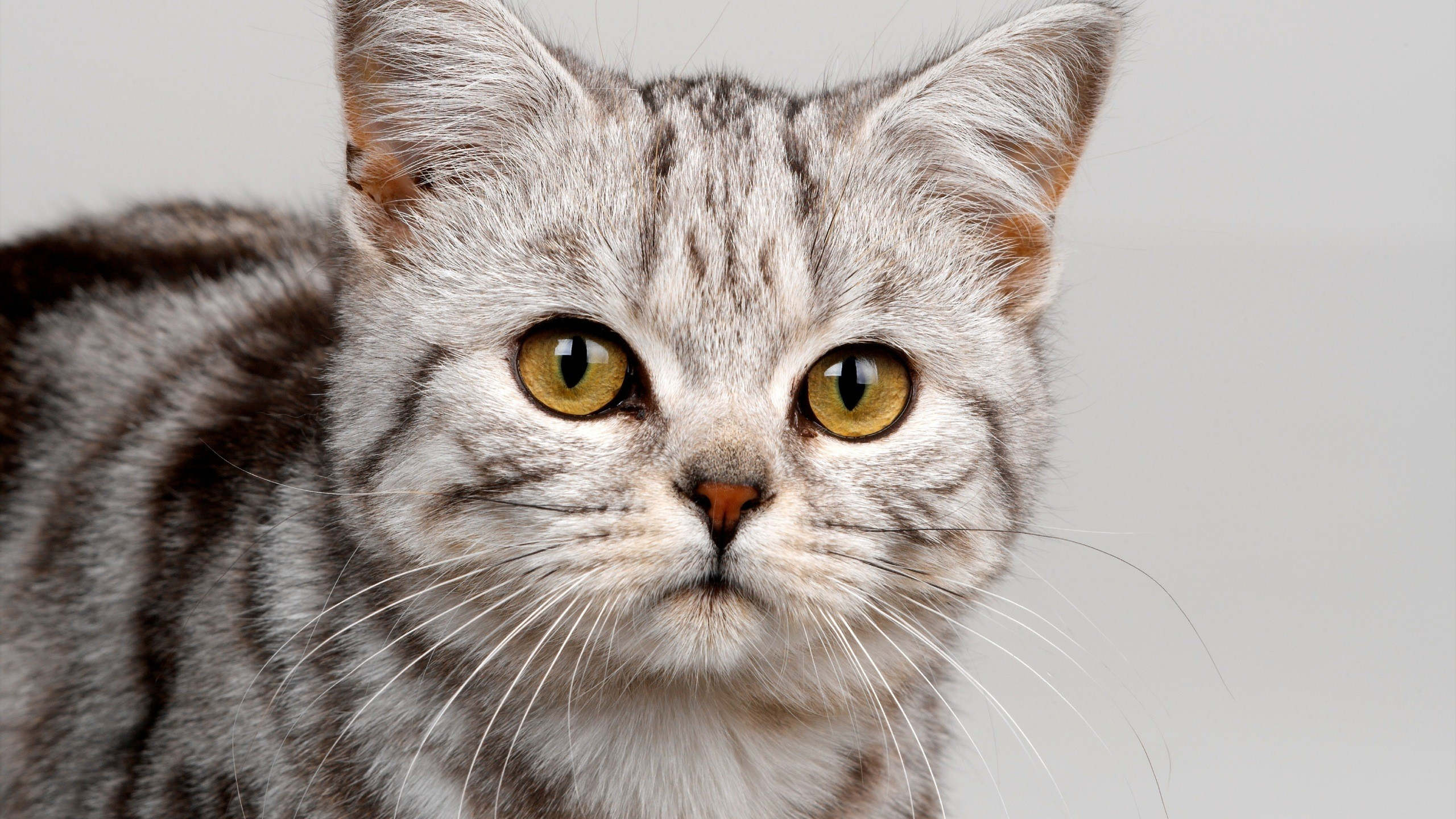 2560x1440  Wallpaper cat, face, striped, eyes, cute, kitten