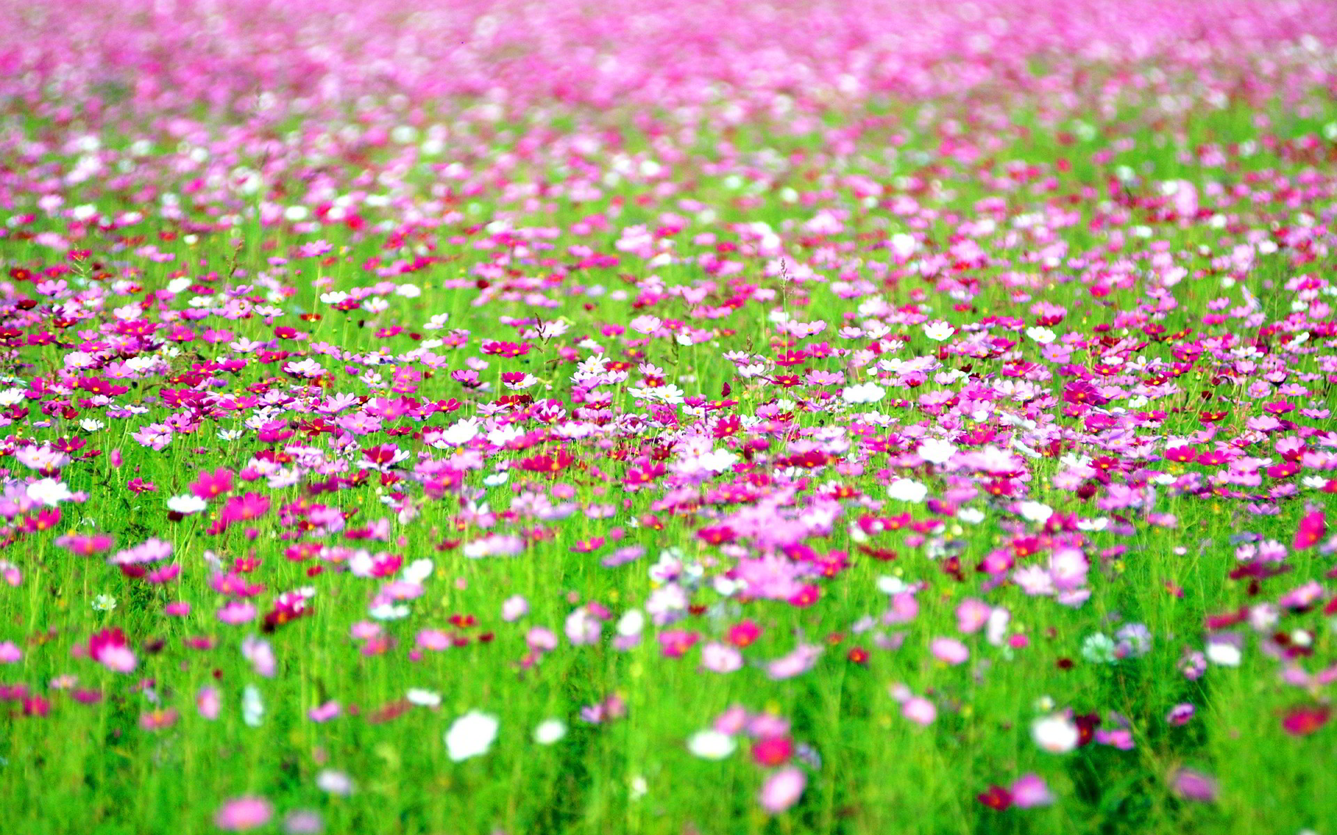 1920x1200 cosmos flowers field. Â«Â«
