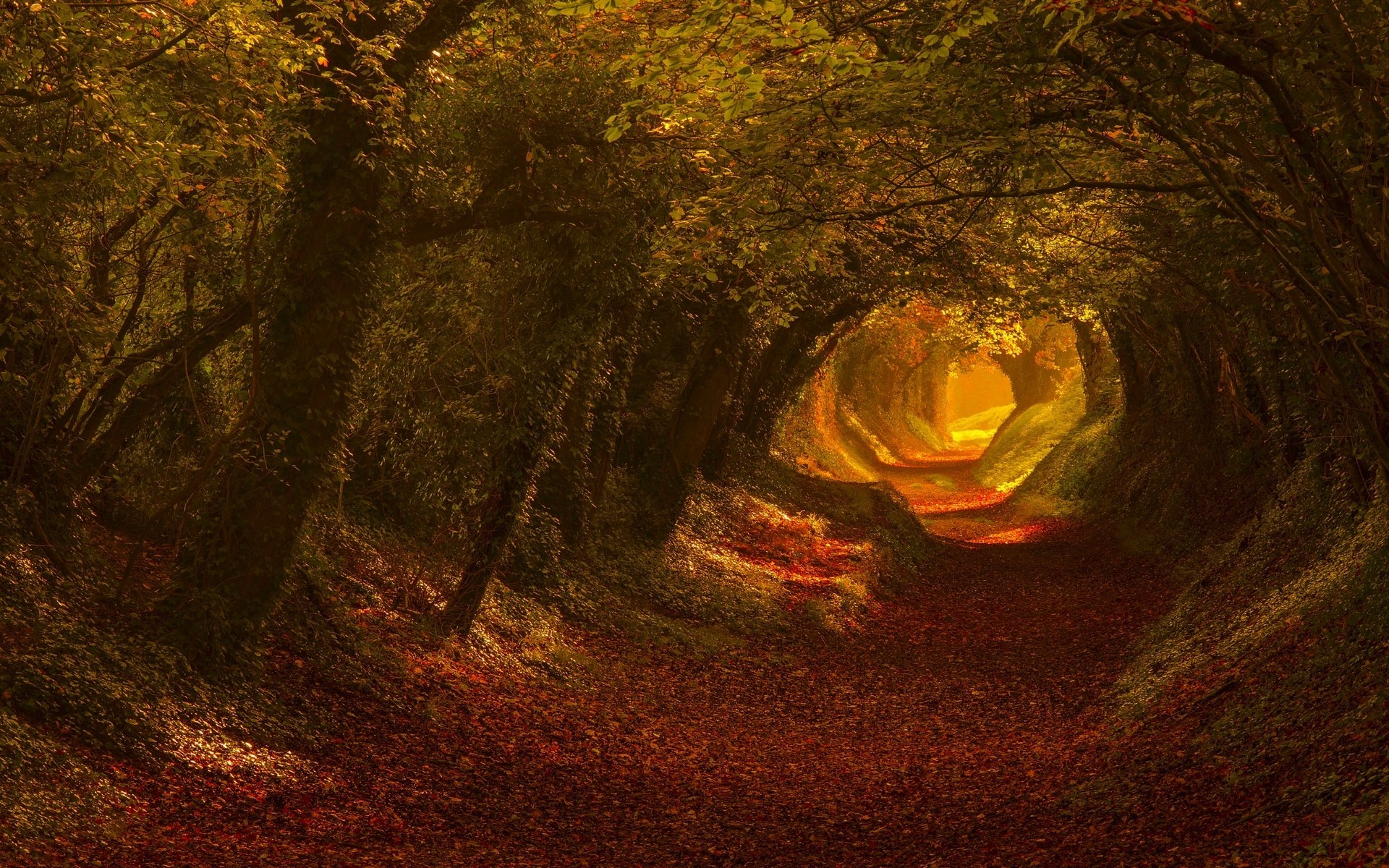 1920x1200 nature, Trees, Fall, Leaves, Tunnel, Sunlight, Landscape, Foliage Wallpapers  HD / Desktop and Mobile Backgrounds