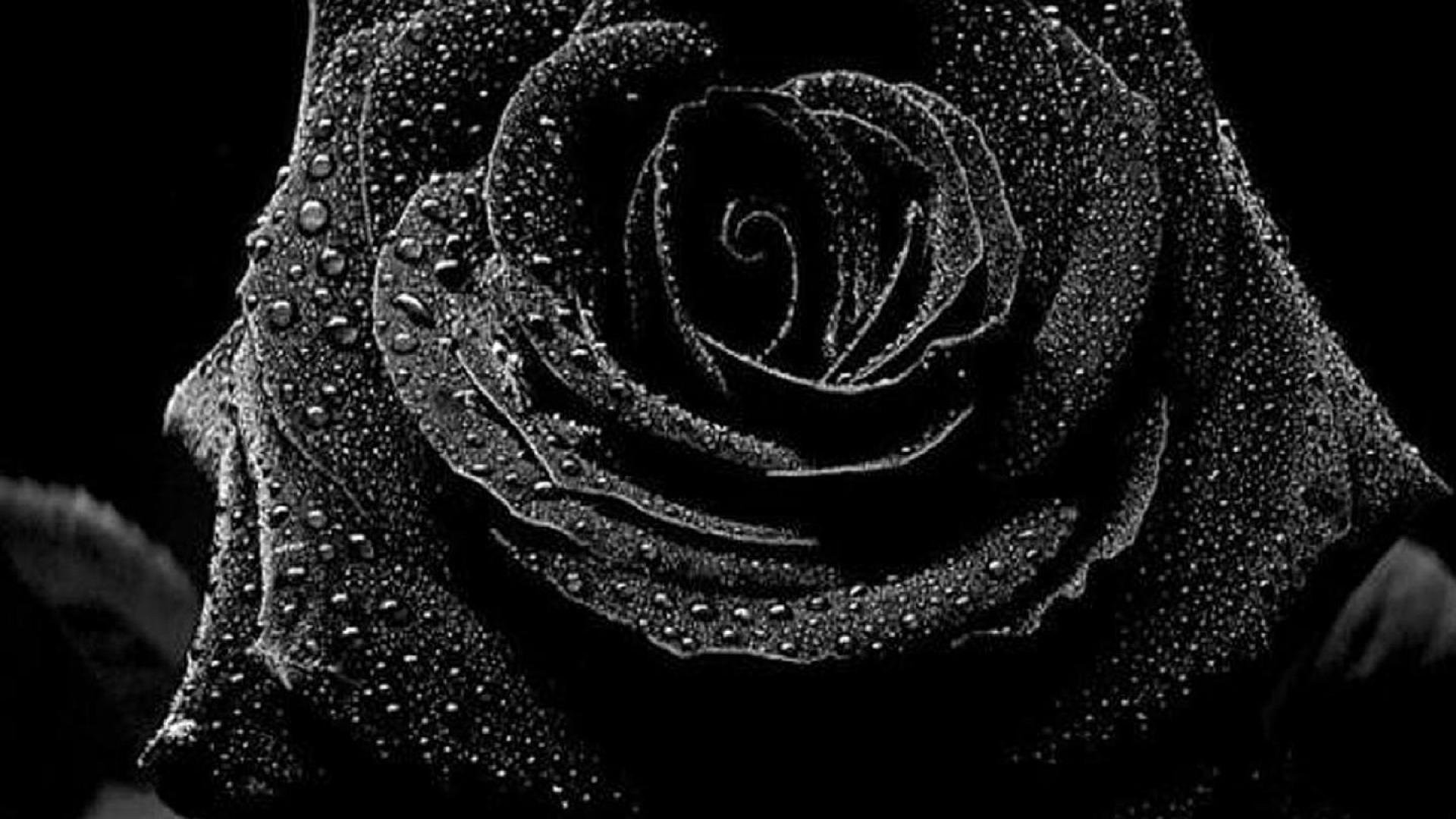1920x1080 Black with Flowers Wallpaper New Beautiful Black Roses Hd Wallpapers –  Flowers Hd