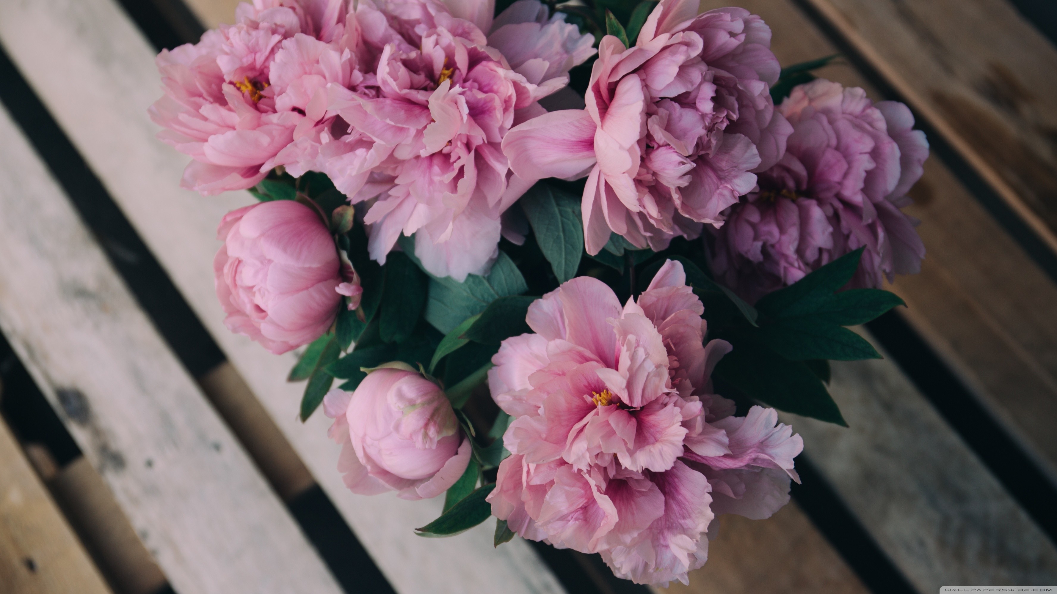 Peony Wallpaper 60 Images Peony Wallpaper 60 Images